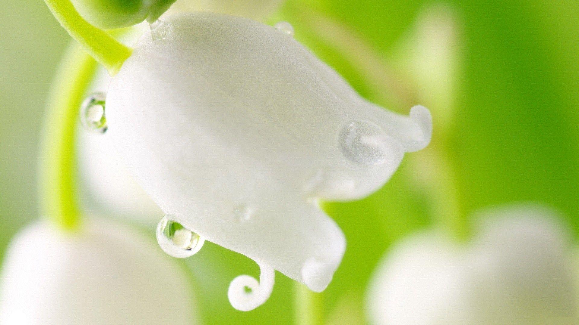White Flower With Water Droplets HD Wallpaper