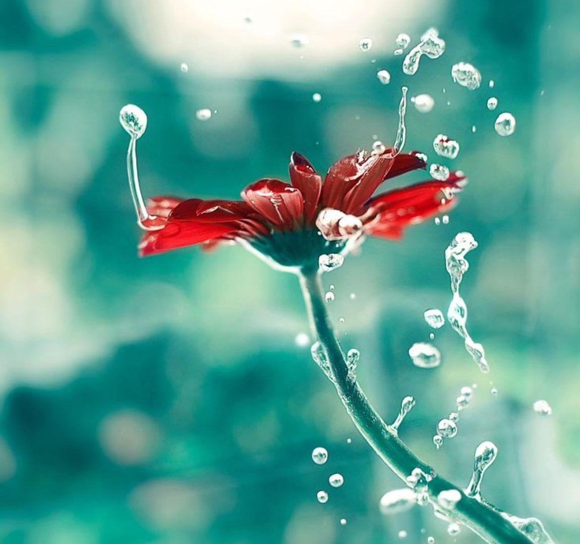 Flowers: Water Macro Drops Lucid Dream Nature Flower Flowers