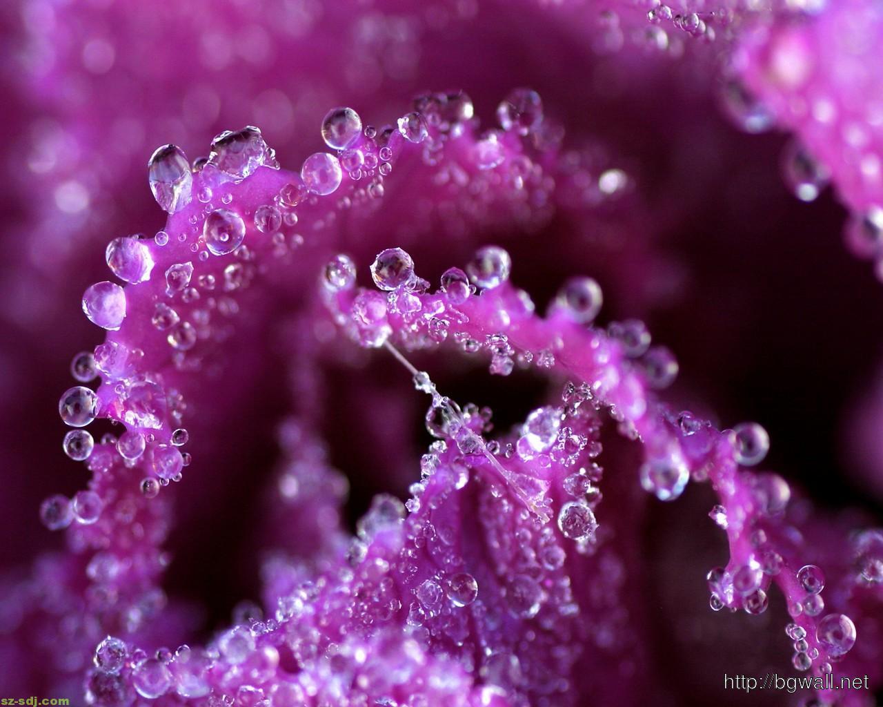 Purple Water Droplets on Flower Wallpaper by HD Wallpaper Daily