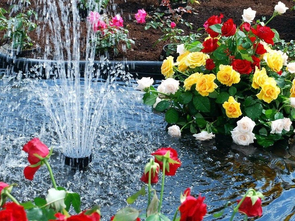 Flower: Beautiful Flowers Fountain Water Wallpaper Flower Scenery