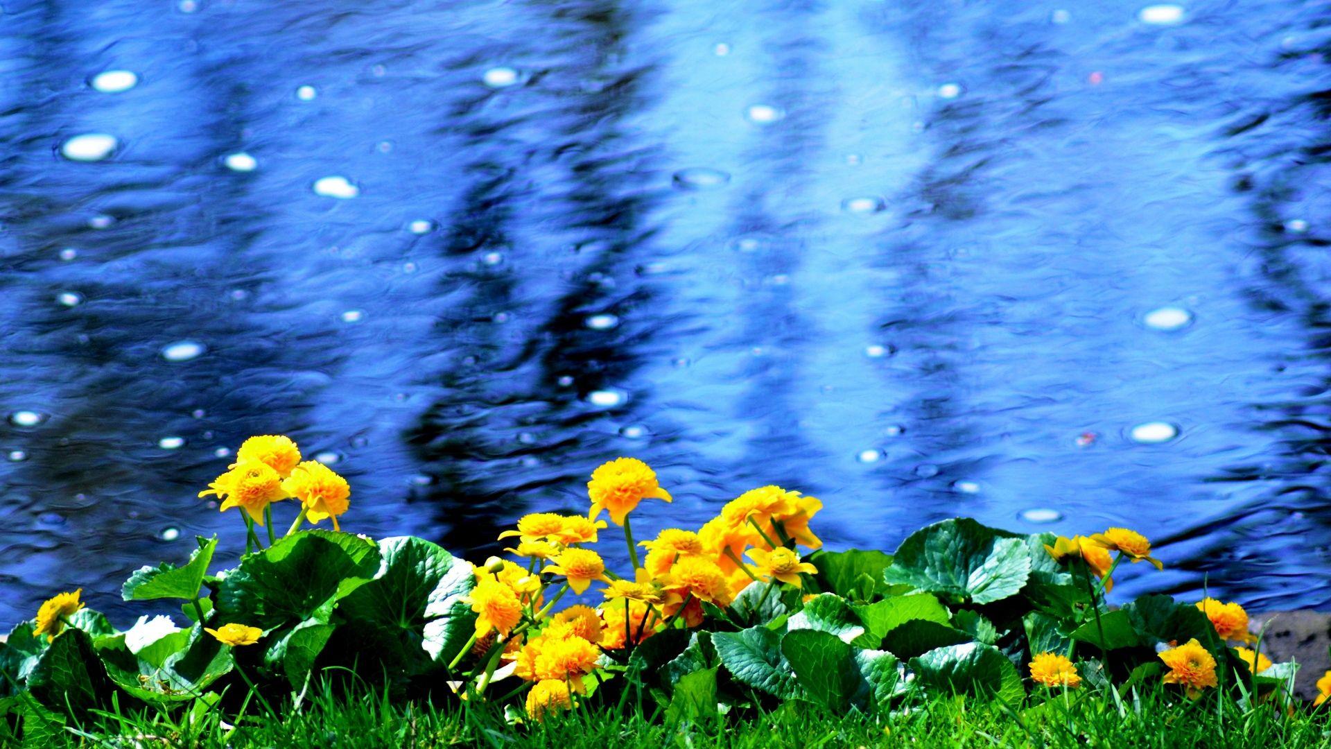Wallpaper Flowers, Beach, Nature, Water HD, Picture, Image