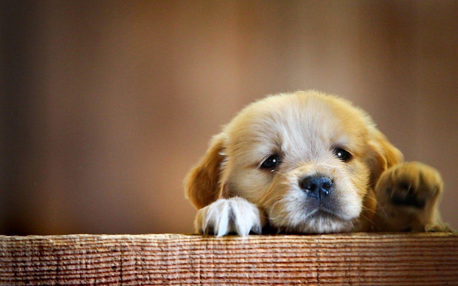 Sad Alone Cute Dogs high Definition Photographs