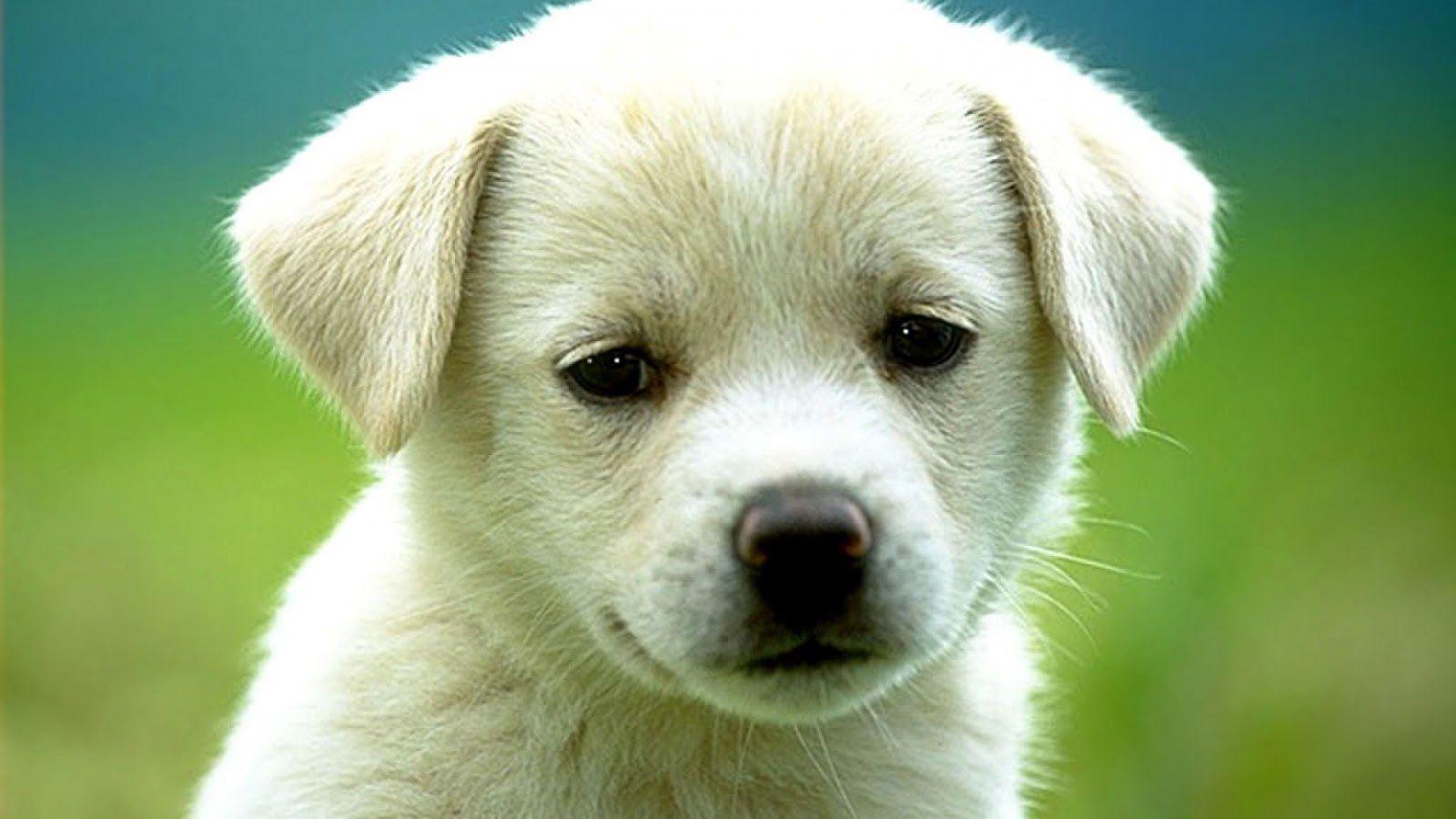 HD Cute Dog Puppies