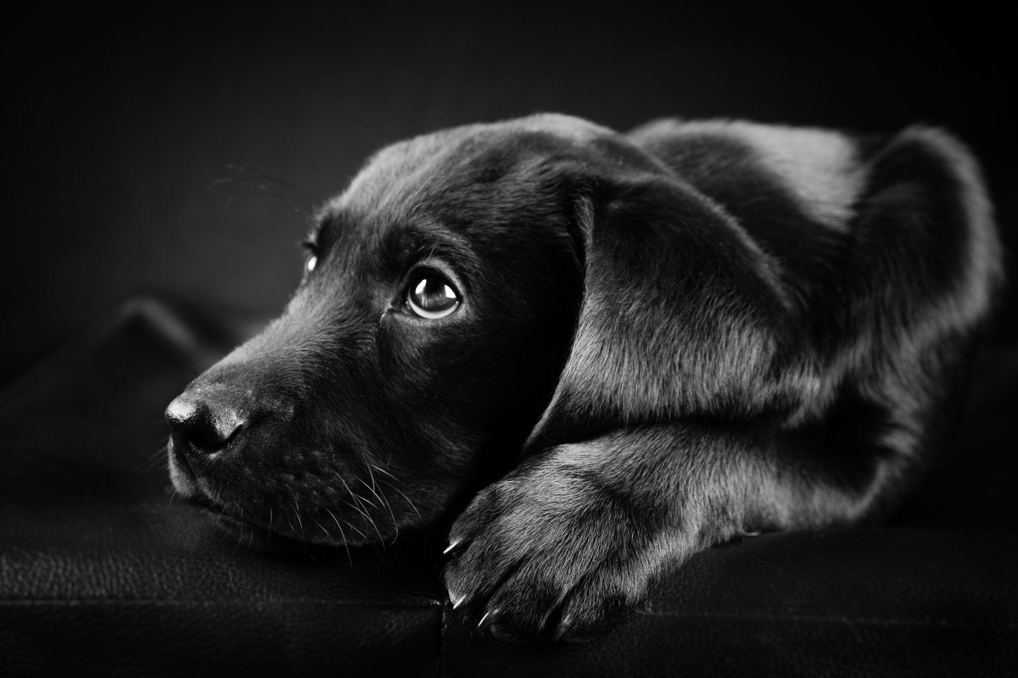 sad black labrador dog on black white photo. College Portfolio