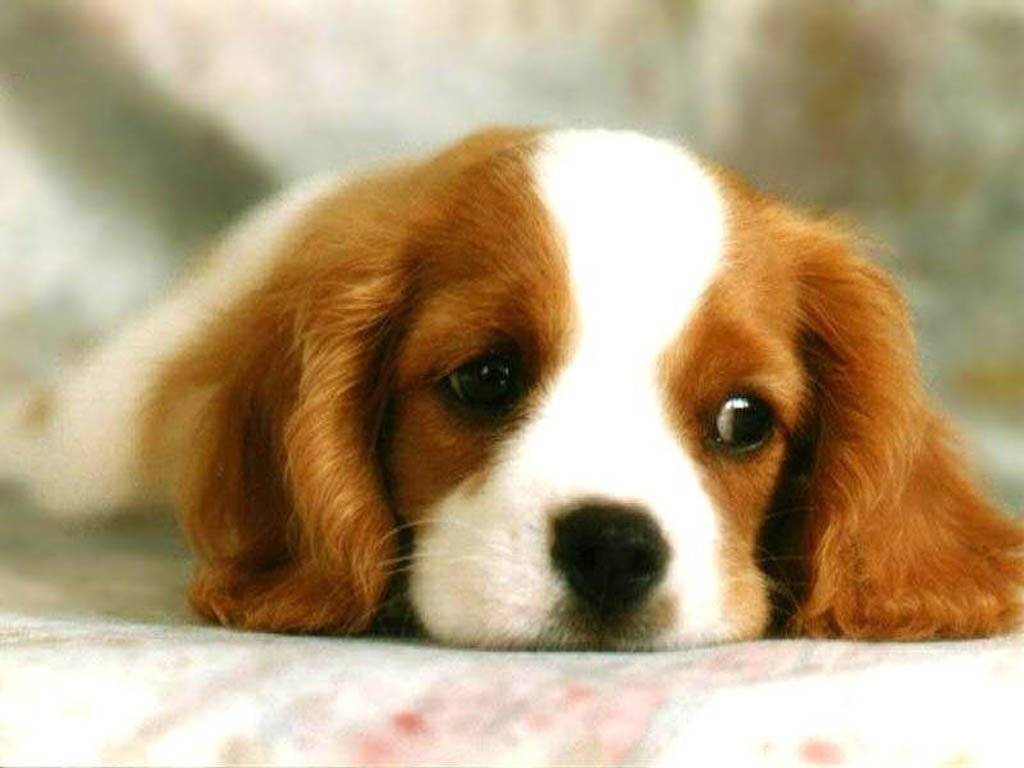 sad cute dog