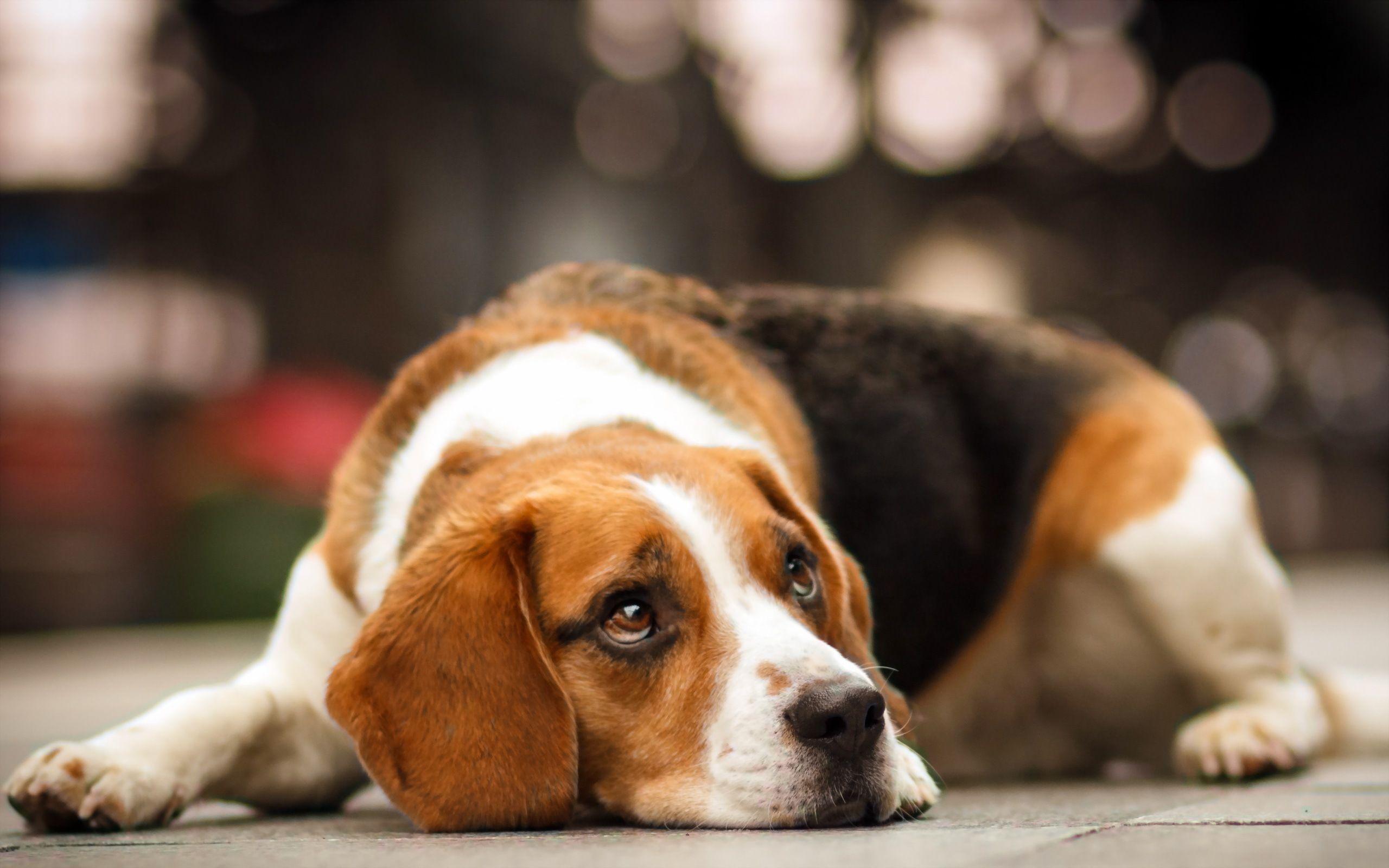 HD Beagle Dog Wallpaper