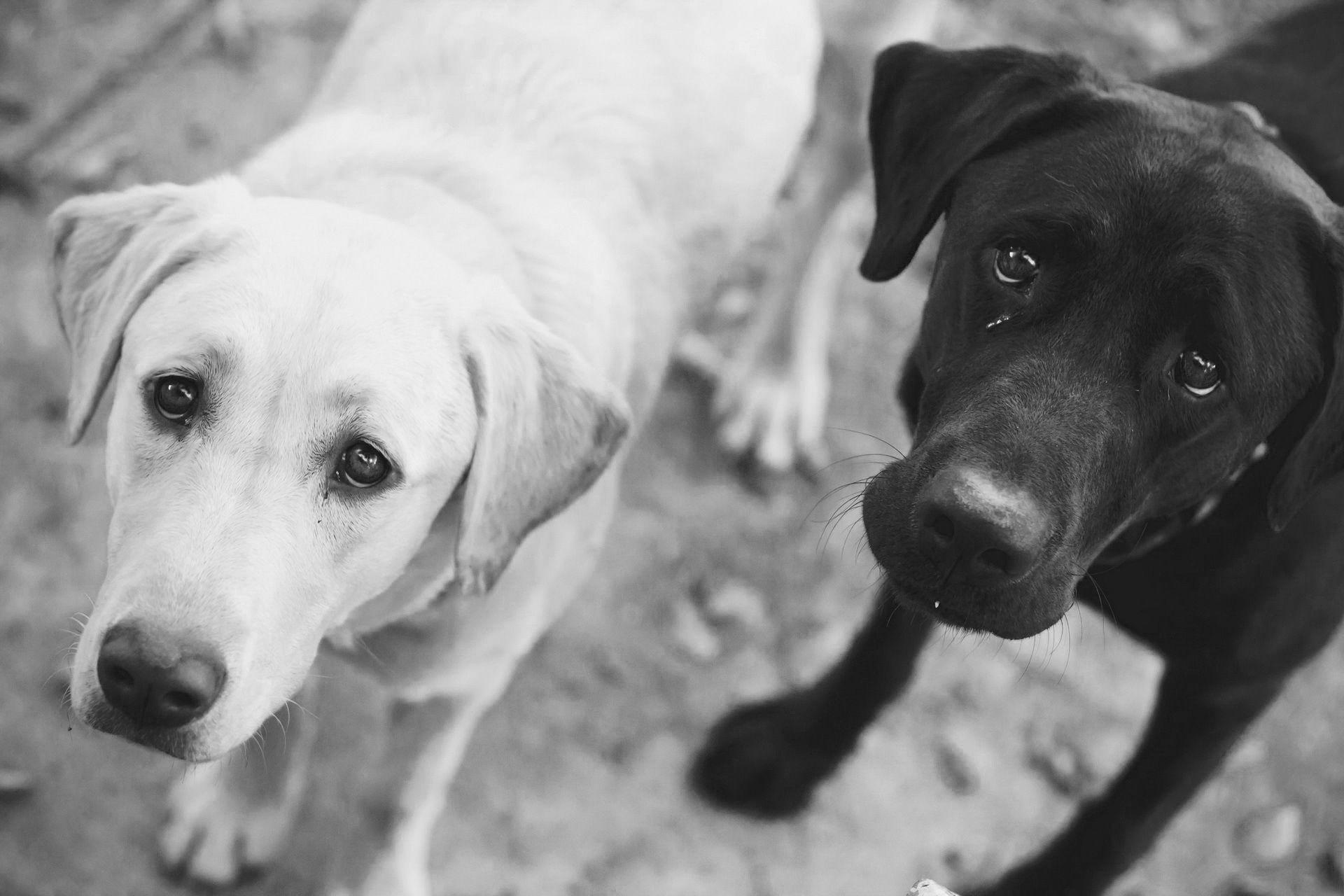 Sad Dogs Wallpapers Wallpaper Cave