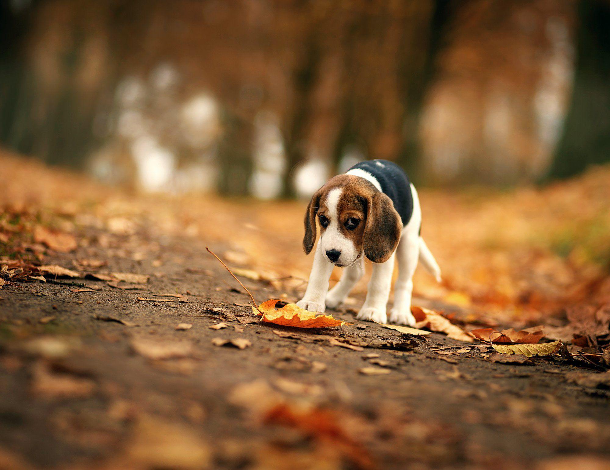 Dogs Wallpaper Beagle Puppy