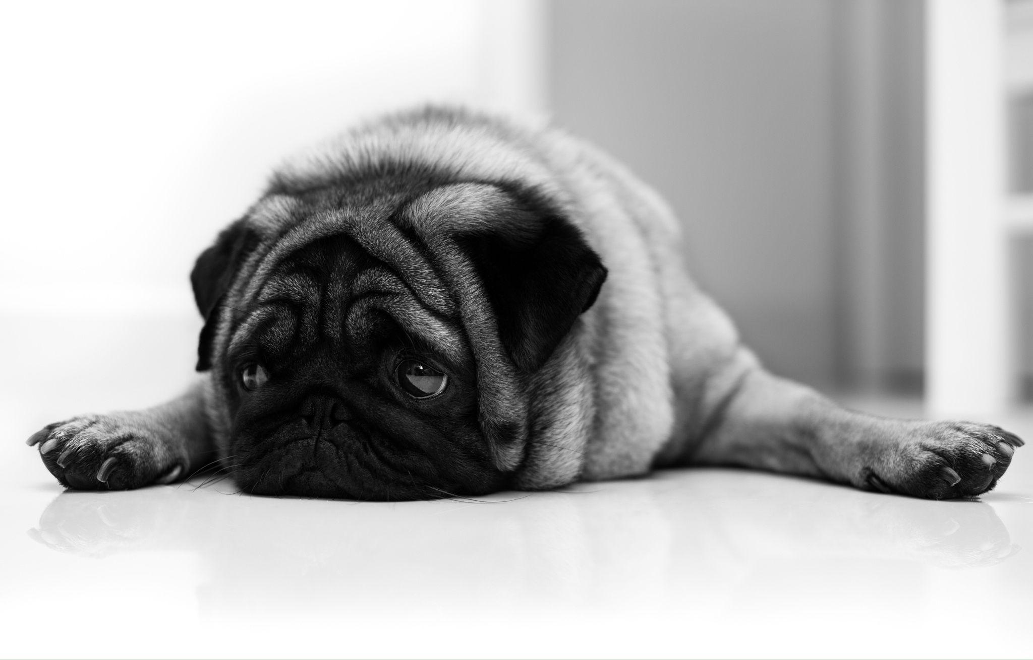 Sad Dogs Wallpapers - Wallpaper Cave