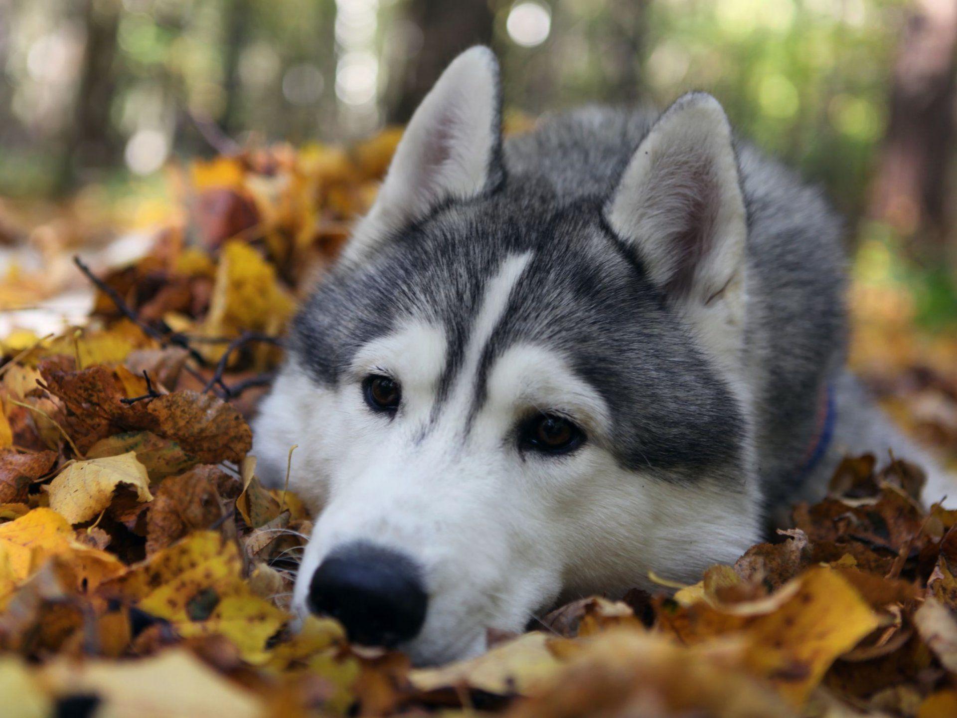 dog rock husky sad. eyes leaves nature autumn forest HD wallpaper