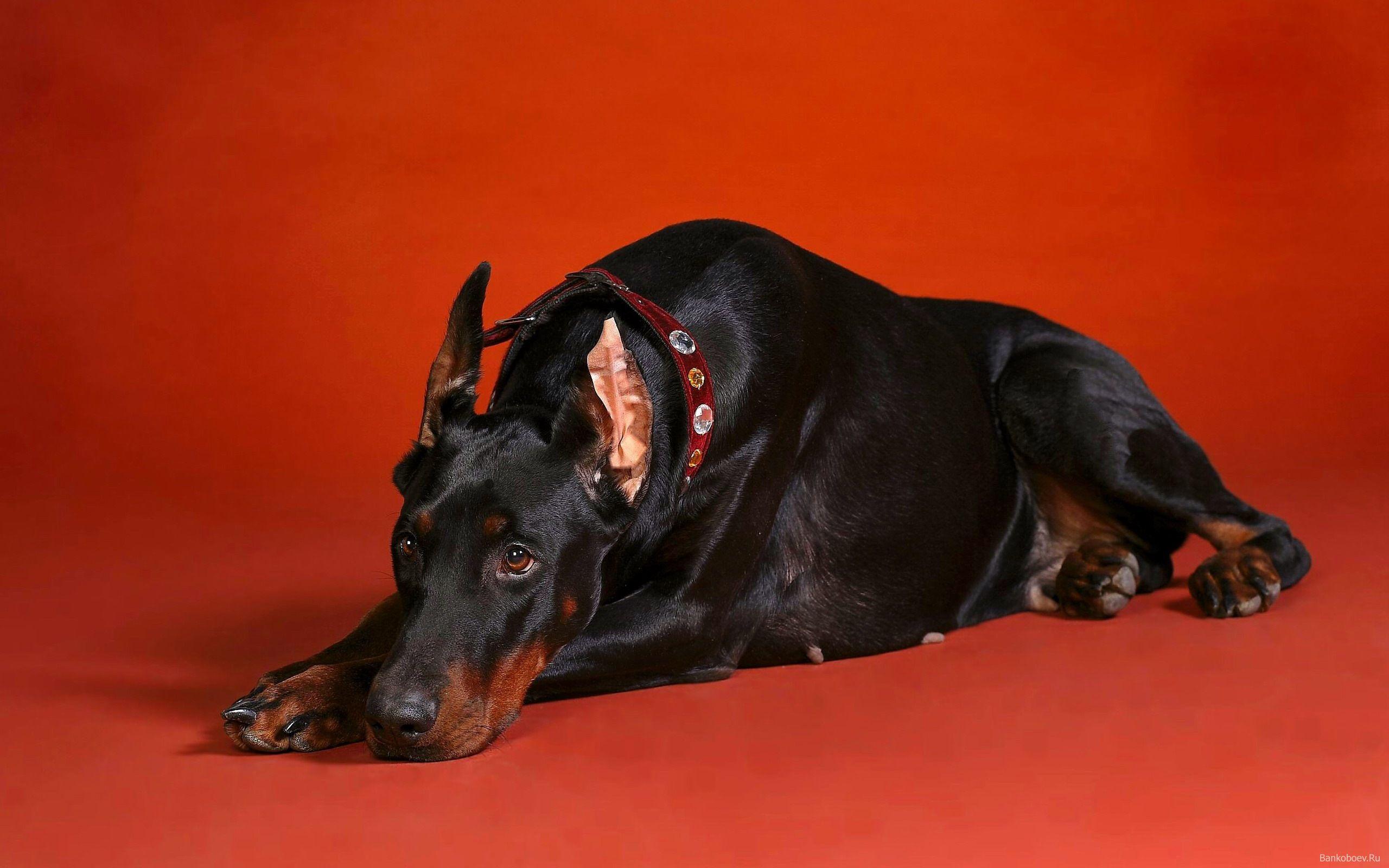 Doberman Dog Sad Animal Wallpaper Free 7618 Bully Breeds