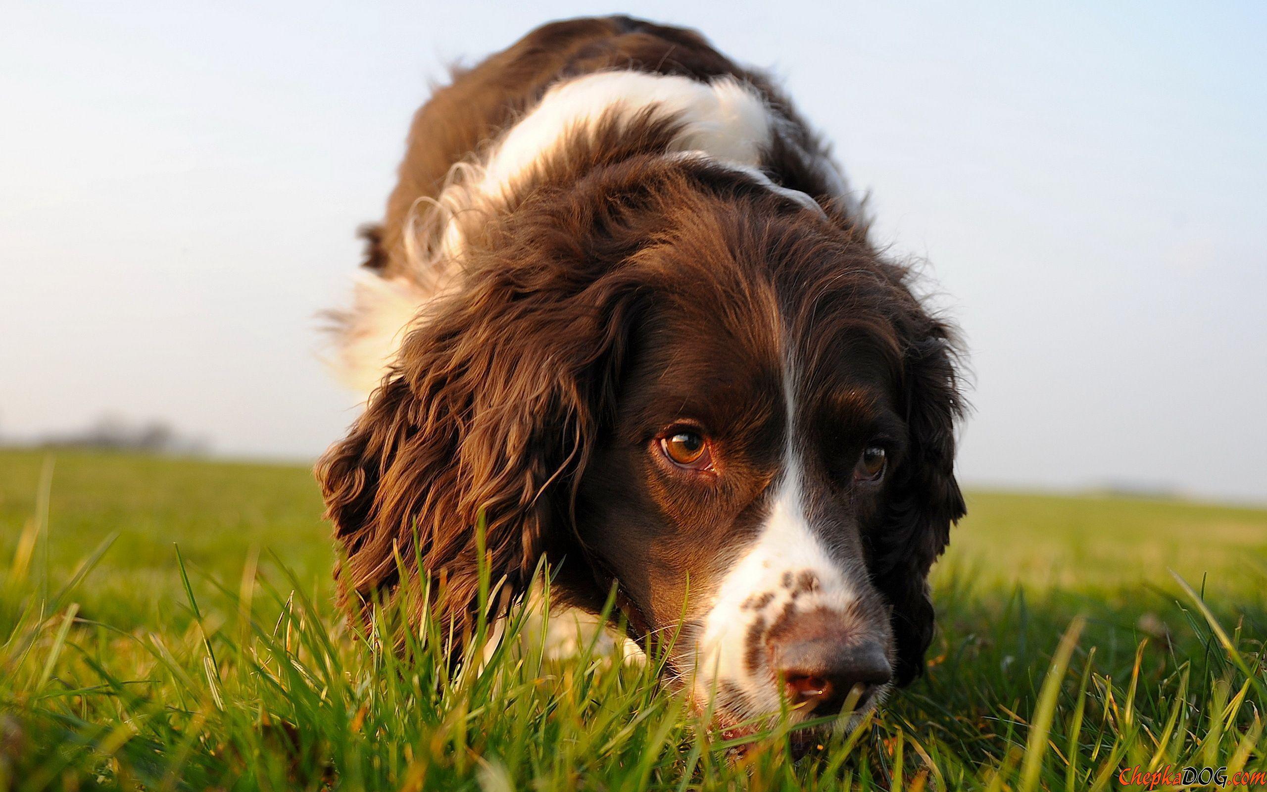 Animals___Dogs_English_Springer_Spaniel_is_on_the_trail_049201_