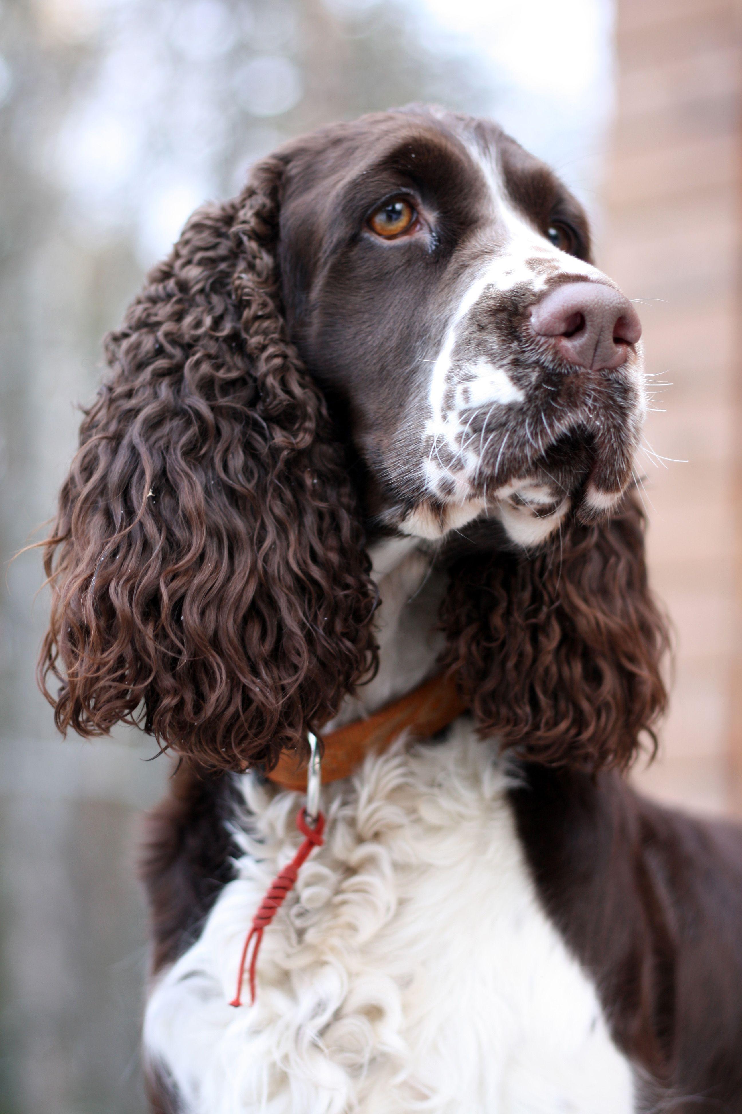 English Springer Spaniel photo and wallpaper. The beautiful