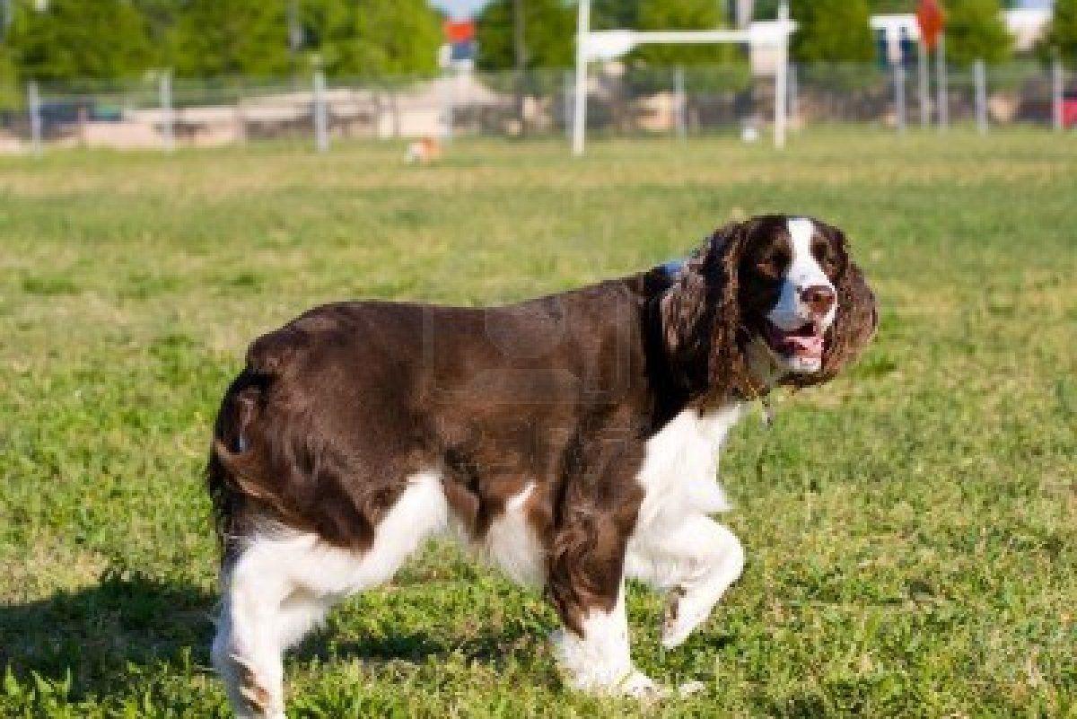 English Springer Spaniel on a walk photo and wallpaper. Beautiful