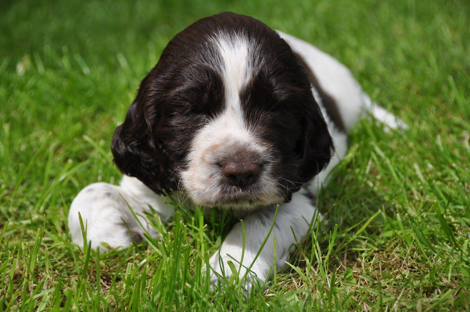 English Springer Spaniel puppy on the grass photo and wallpaper