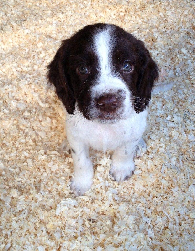 Cute English Springer Spaniel puppy photo and wallpaper. Beautiful