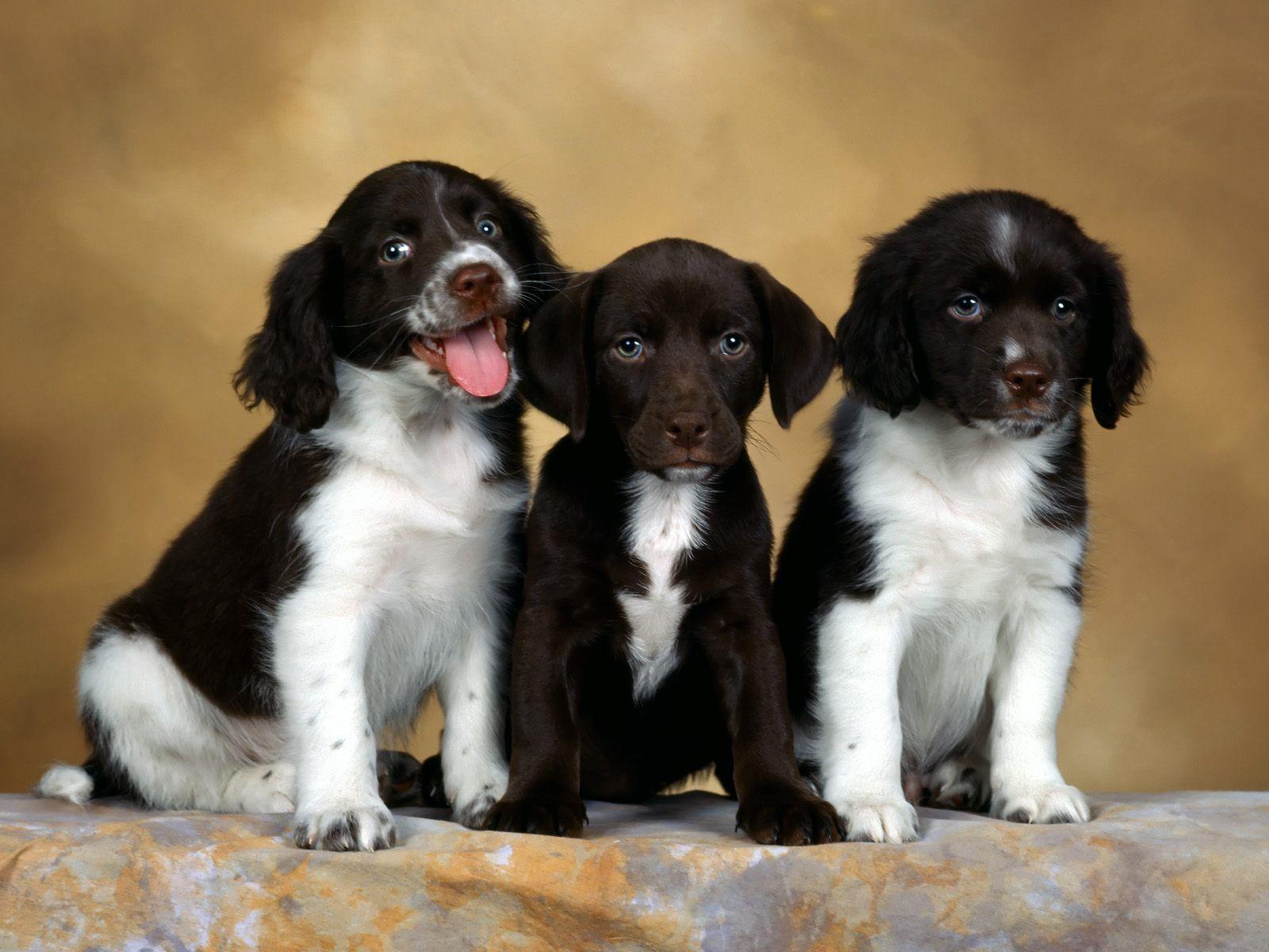 Three English Springer Spaniel puppies photo and wallpaper
