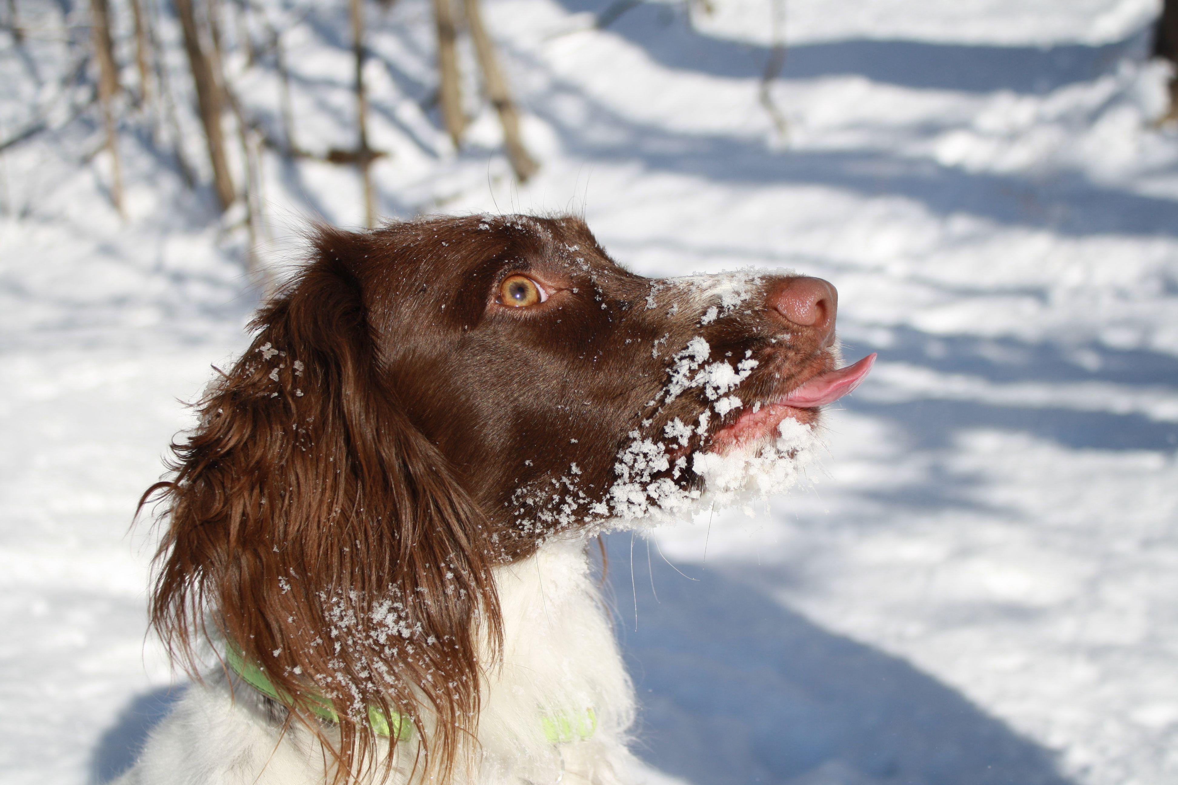 English Springer Spaniel in snow closeup wallpaper and image
