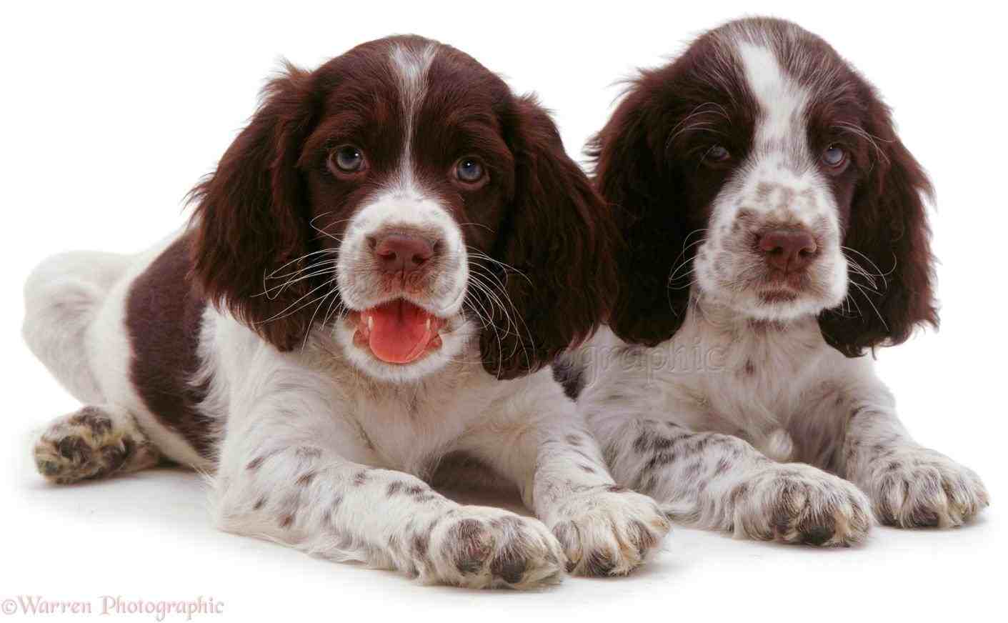 Great Of Cute Dogs. Information All About Dogs