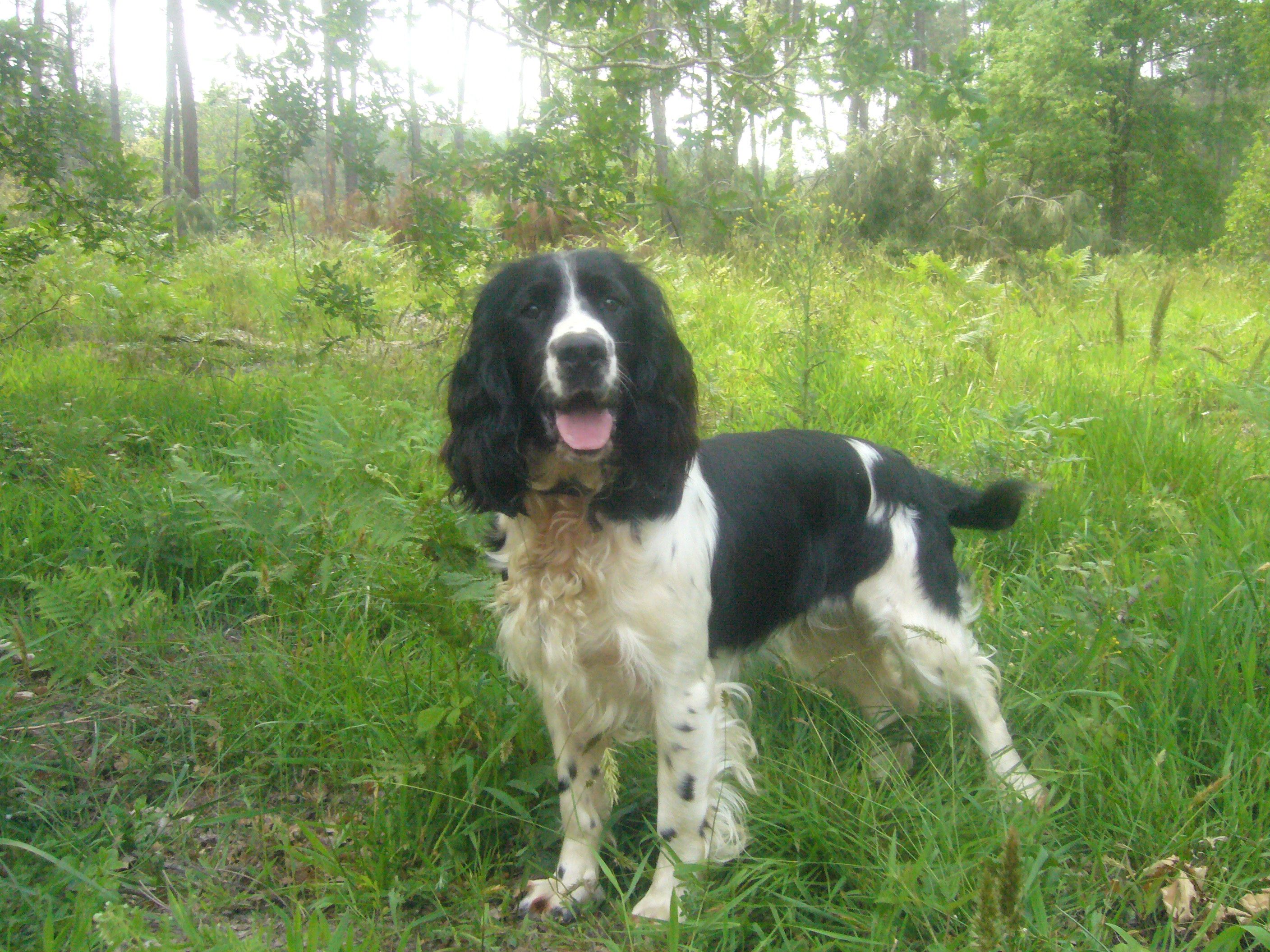 English Springer Spaniel dog in the forest photo and wallpaper