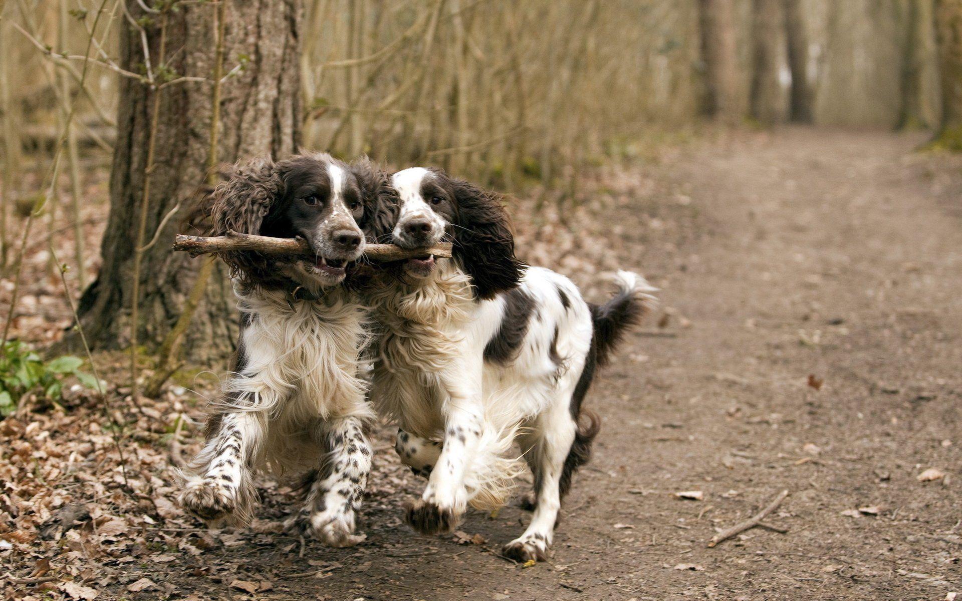 English Springer Spaniel Full HD Wallpaper and Background