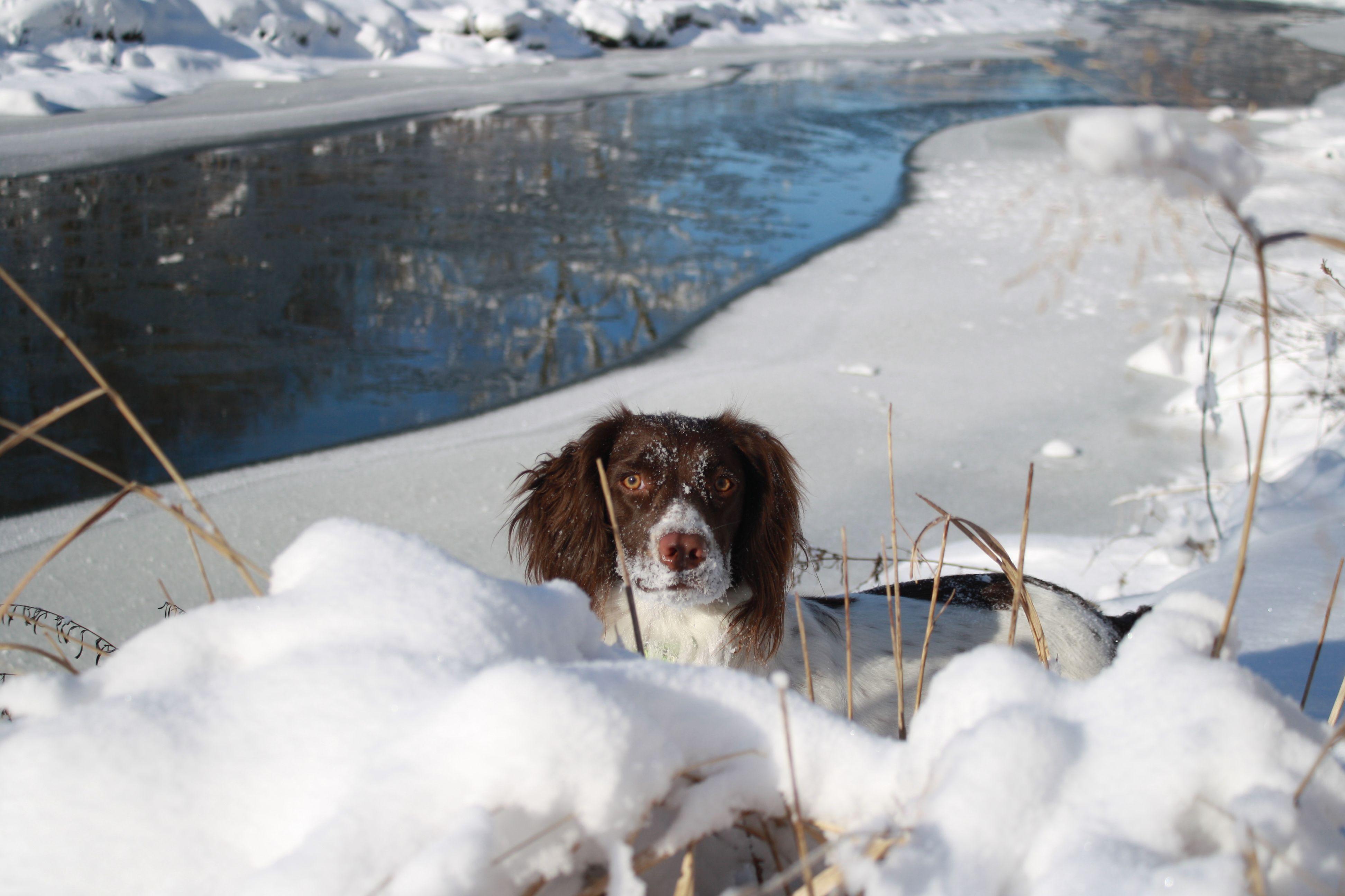 English Springer Spaniel in snow wallpaper and image
