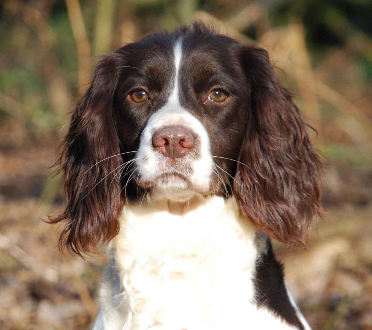 English Springer Spaniel History, Personality, Appearance, Health