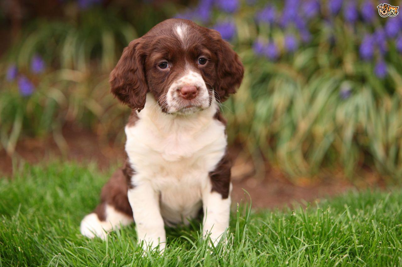 English Springer Spaniel Photo And The Beautiful Widescreen