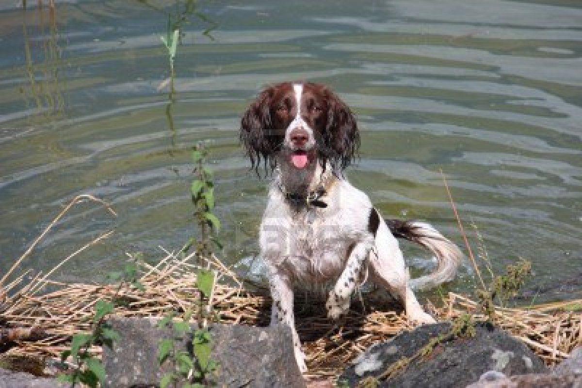 English Springer Spaniel in the water photo and wallpaper