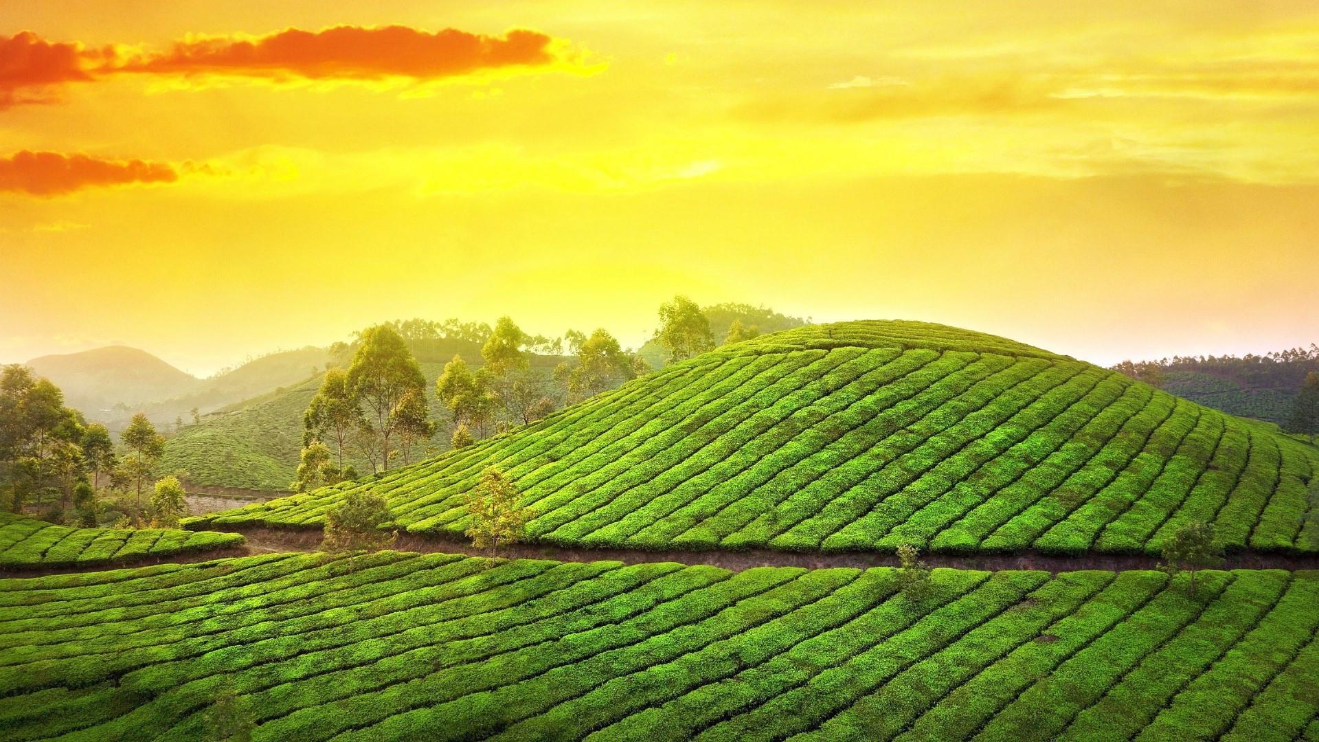 Tea Garden Hill Station In Karela, India HD Wallpaper. Wallpaper