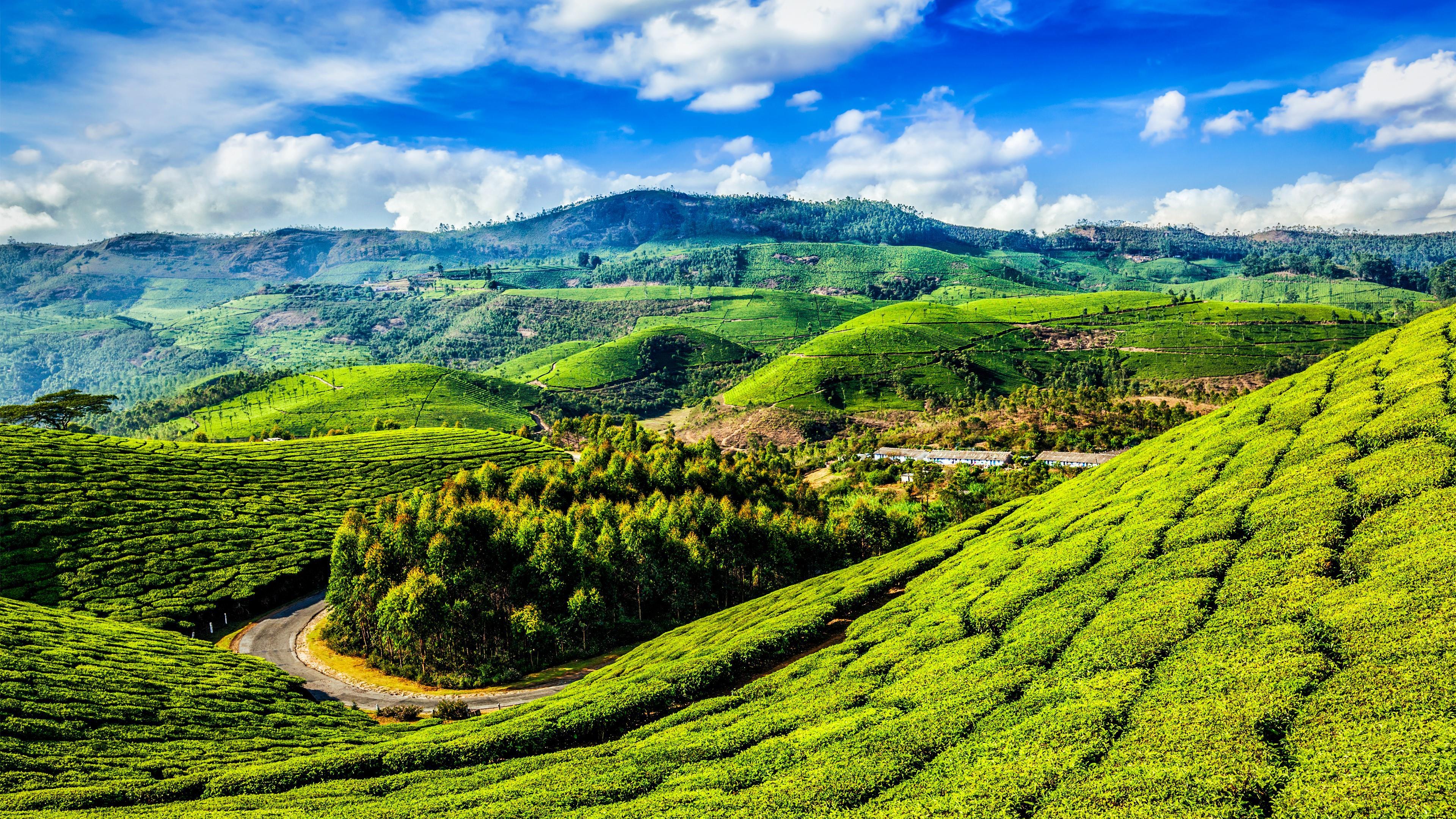 Hill Slopes With Tea Plantations Wallpaper. Wallpaper