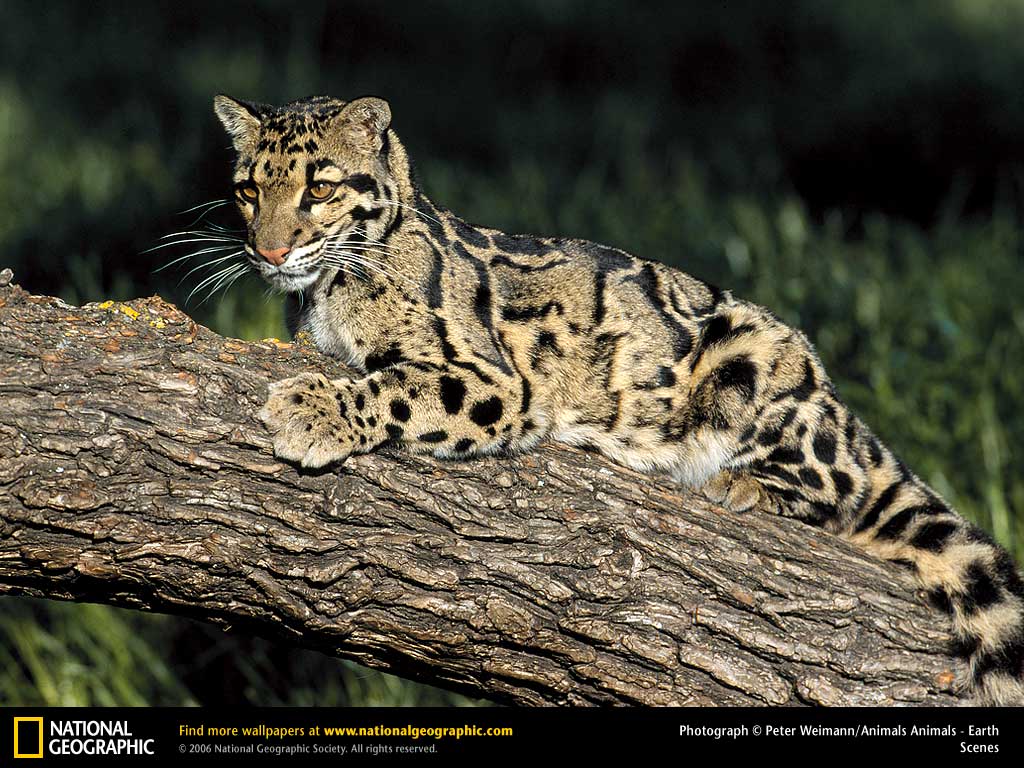Clouded Leopard Picture, Clouded Leopard Desktop Wallpaper, Free