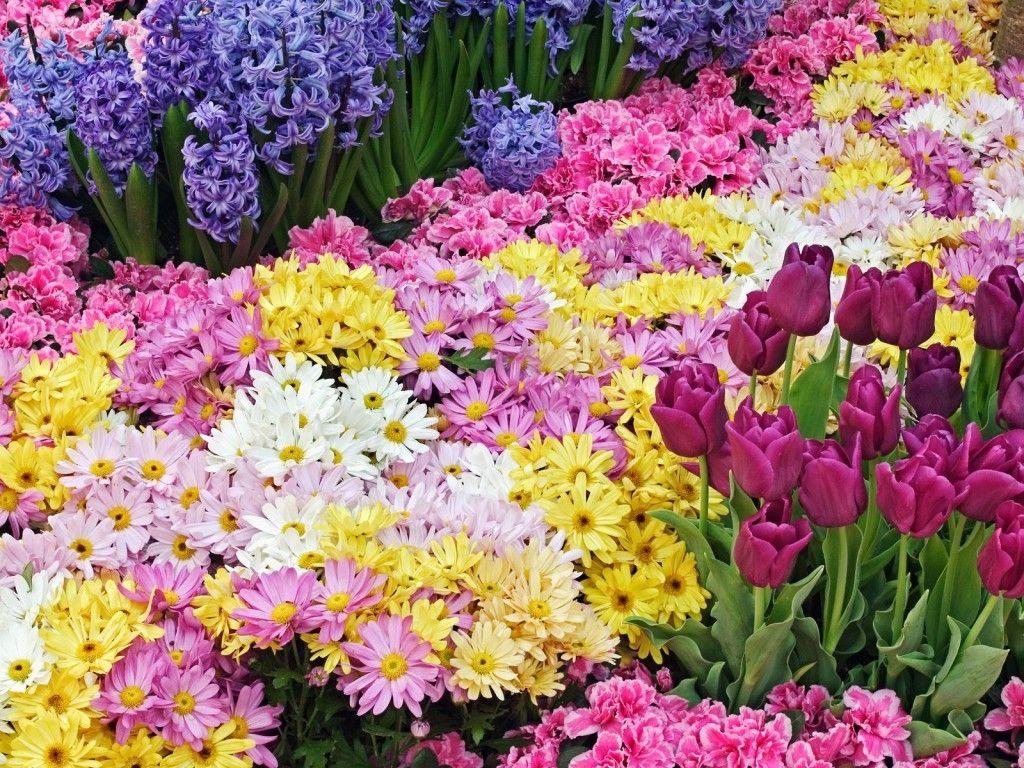 Flowers: Array Mixture Flowers Colours Colourful Garden Wallpaper