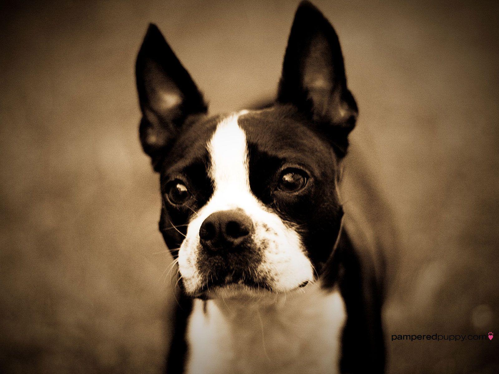 Boston Terrier. Boston Terrier Small Dogs Wallpaper