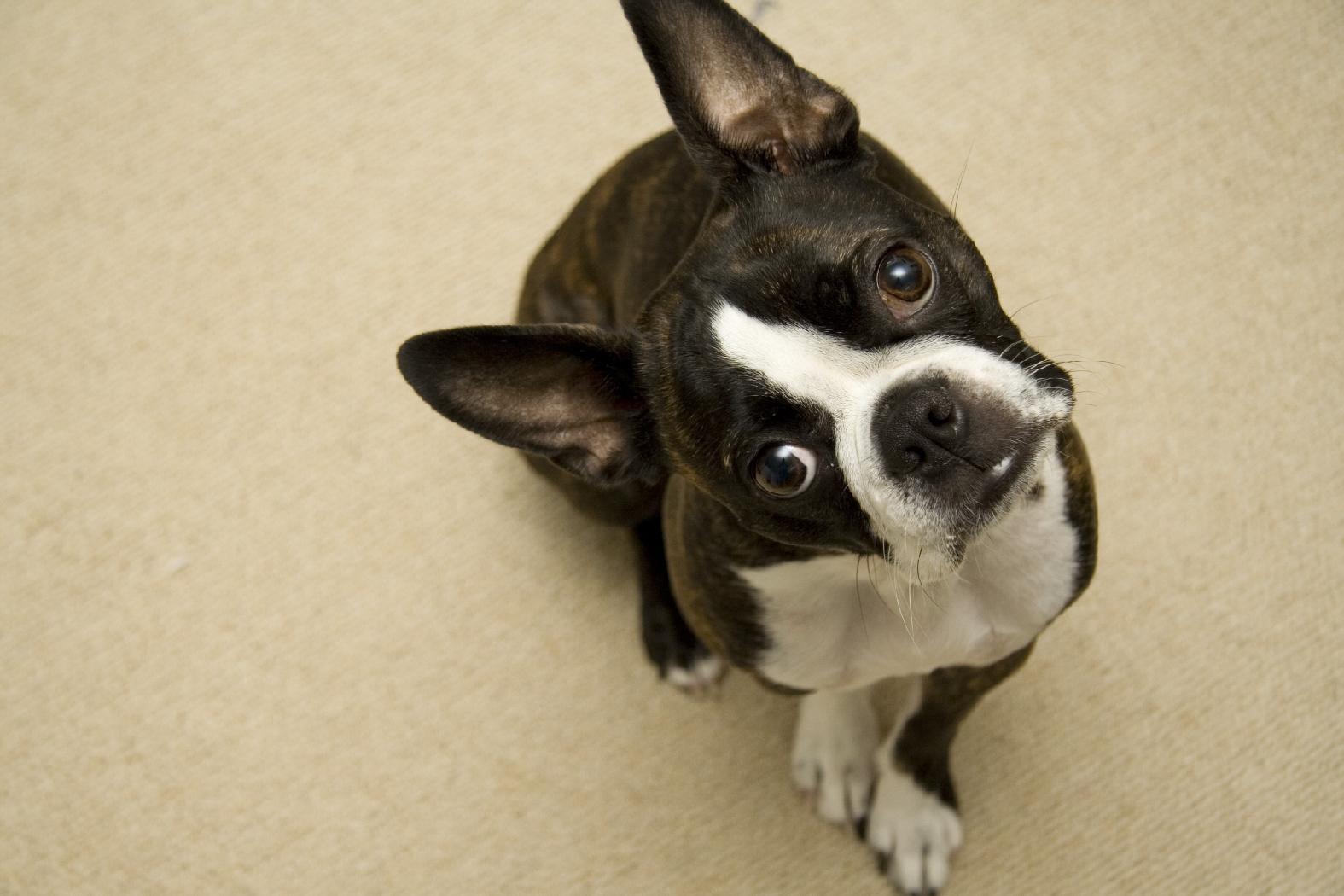 Boston Terrier