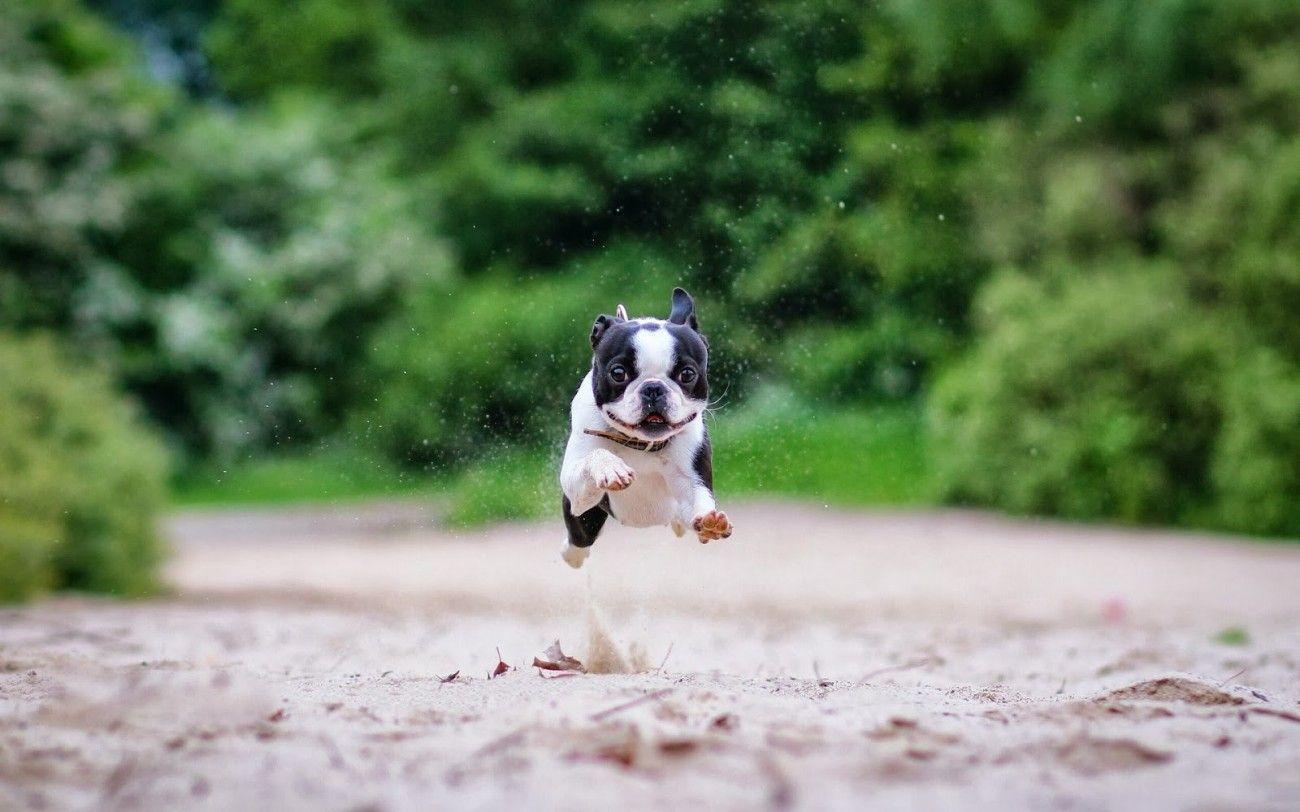 Boston Terrier Wallpaper