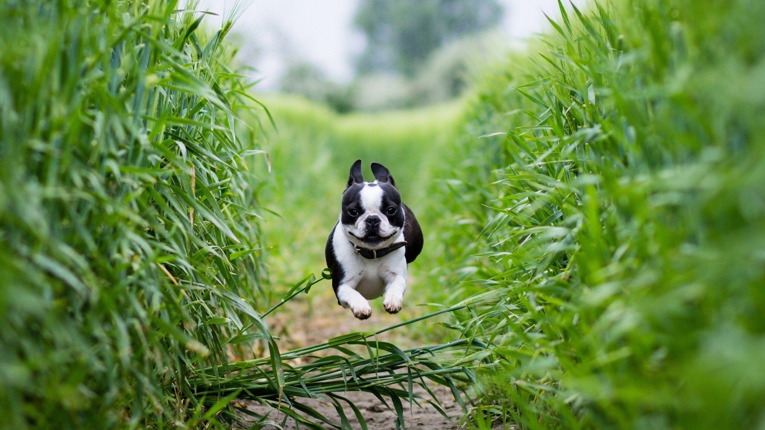 1080p Boston Terrier Dog Wallpaper Background