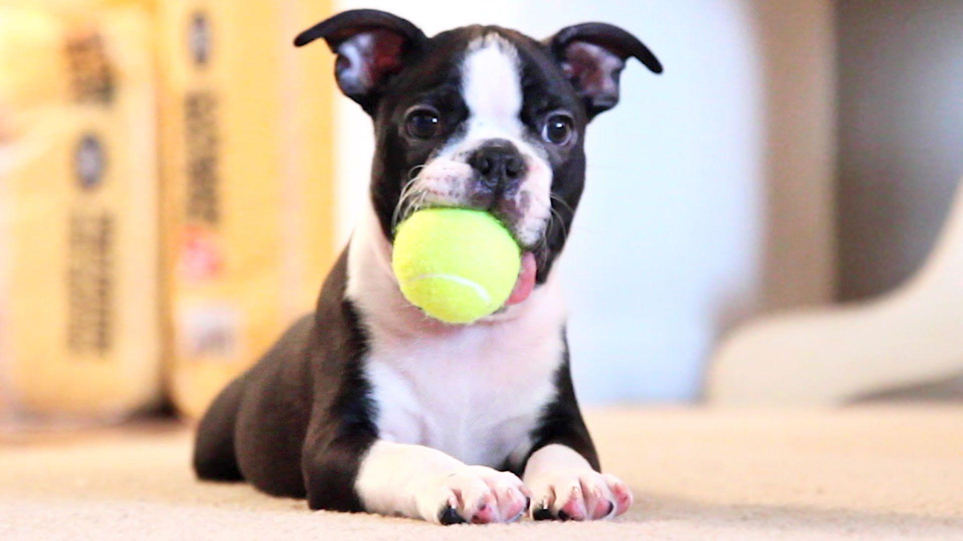 Boston Terrier Dogs Wallpapers - Wallpaper Cave
