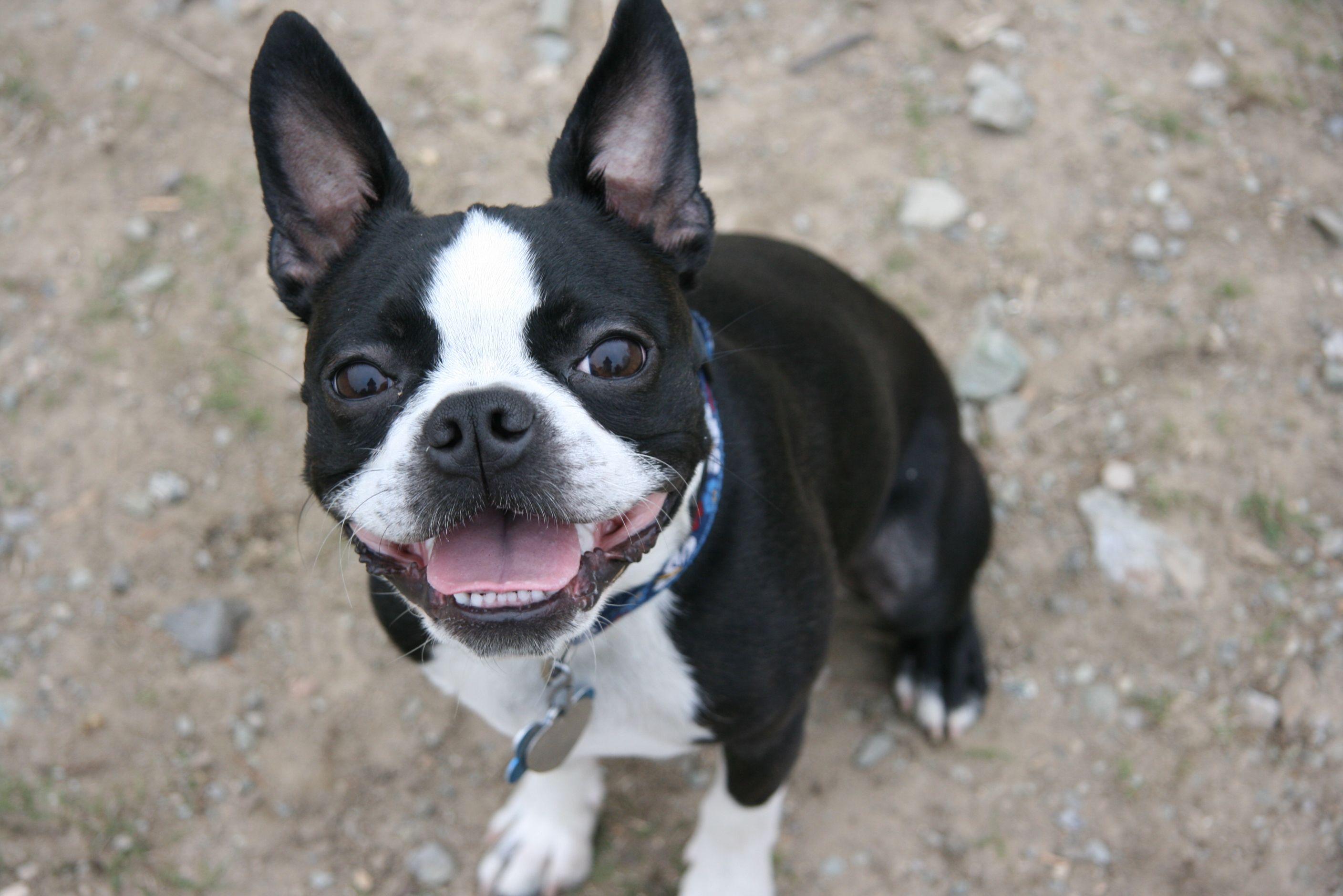 New Boston Terrier Picture View Wallpaper