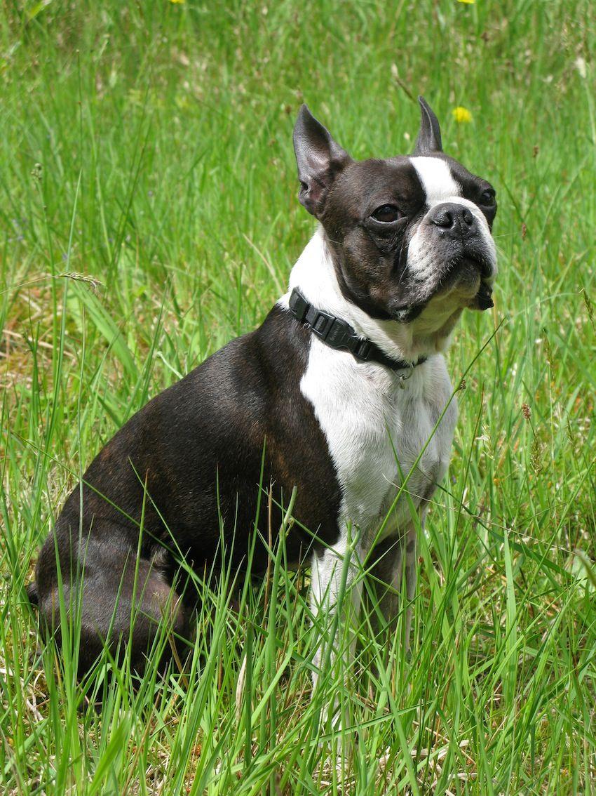 Boston Terrier Mix