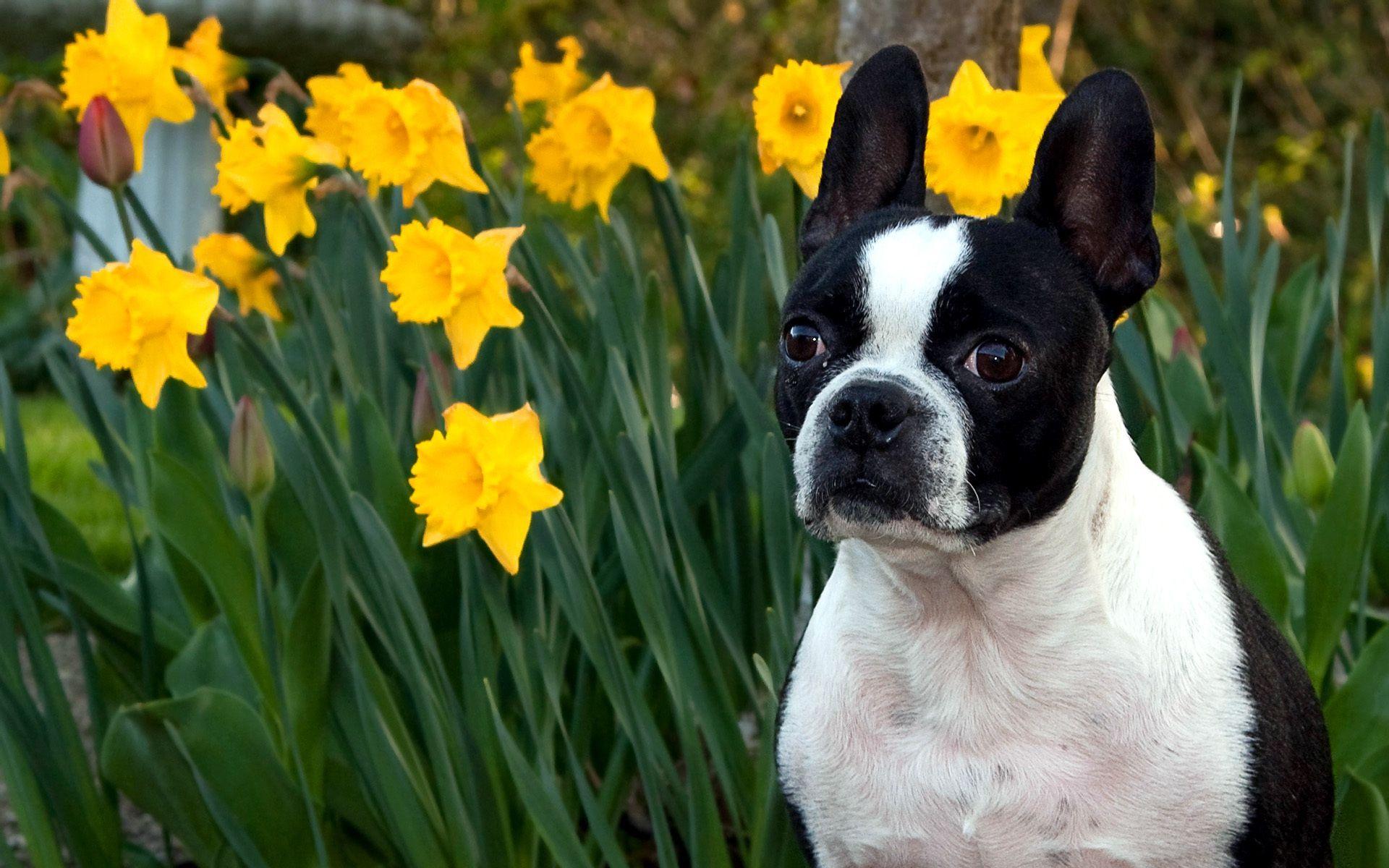 Boston Terrier Dogs Wallpapers - Wallpaper Cave