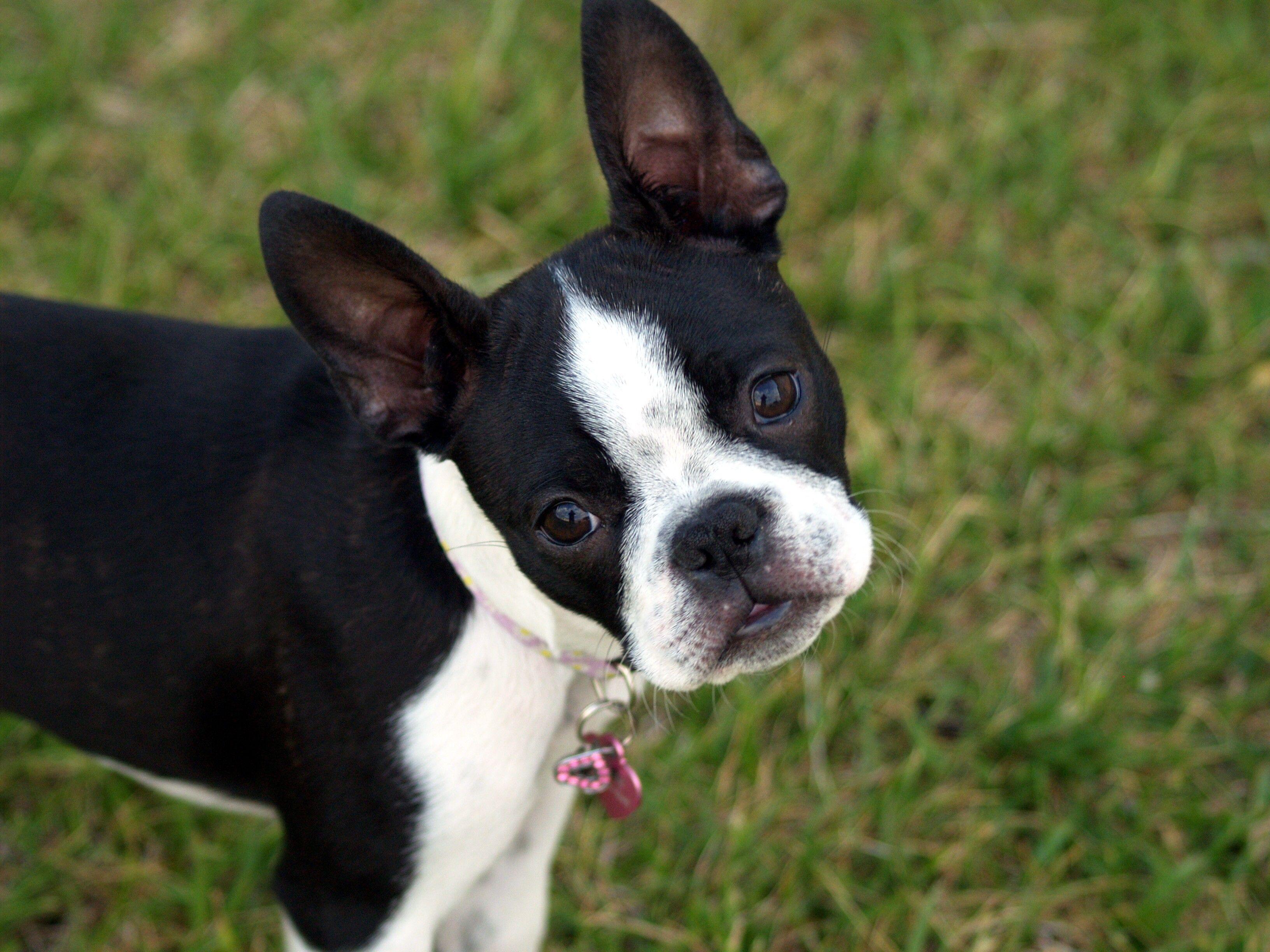 Wallpaper Boston terrier, Puppy, Face, Surprise, Walk HD, Picture
