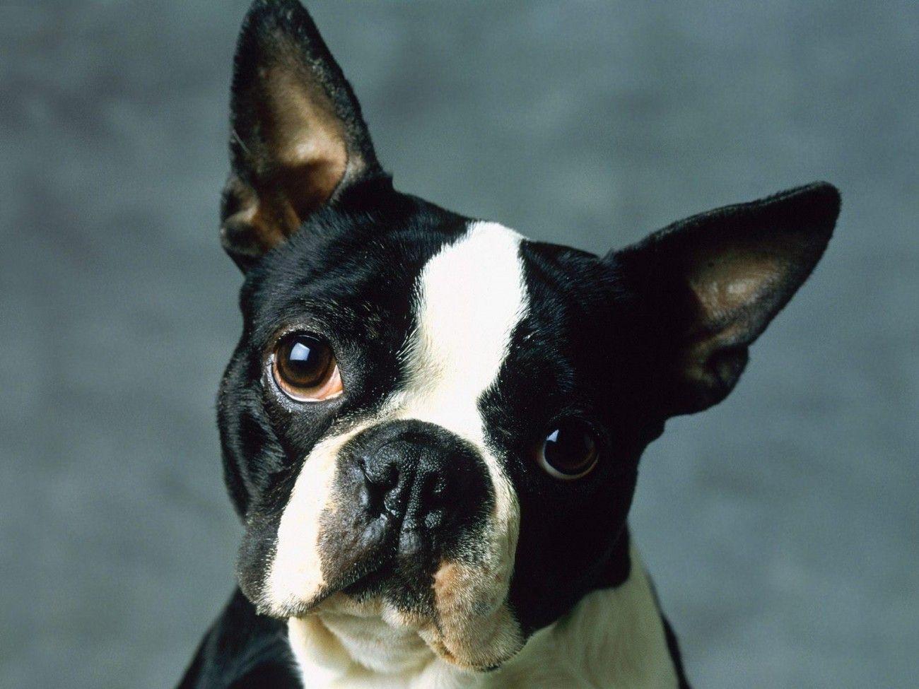 Boston Terrier Dog Wallpaper. Animals. Dog wallpaper