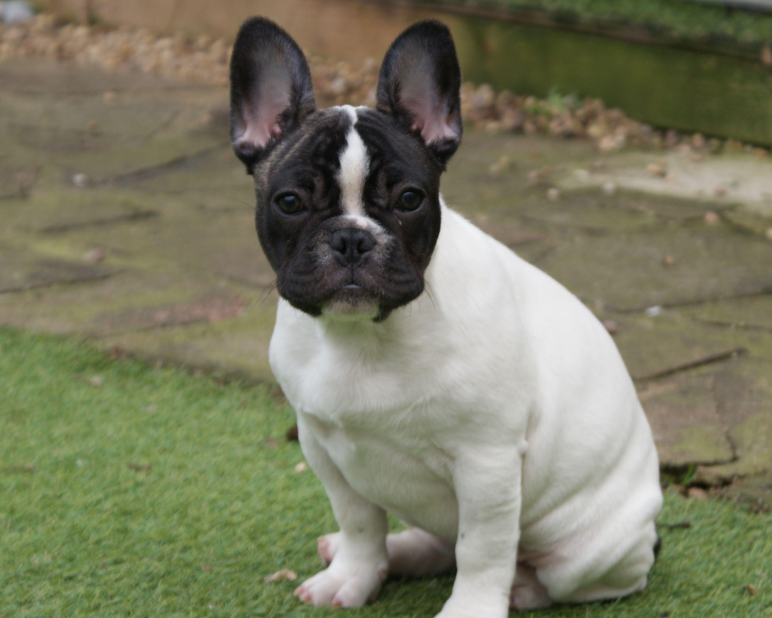 French Bulldog Boston Terrier Mix HD Wallpaper Animal Forkyu.com