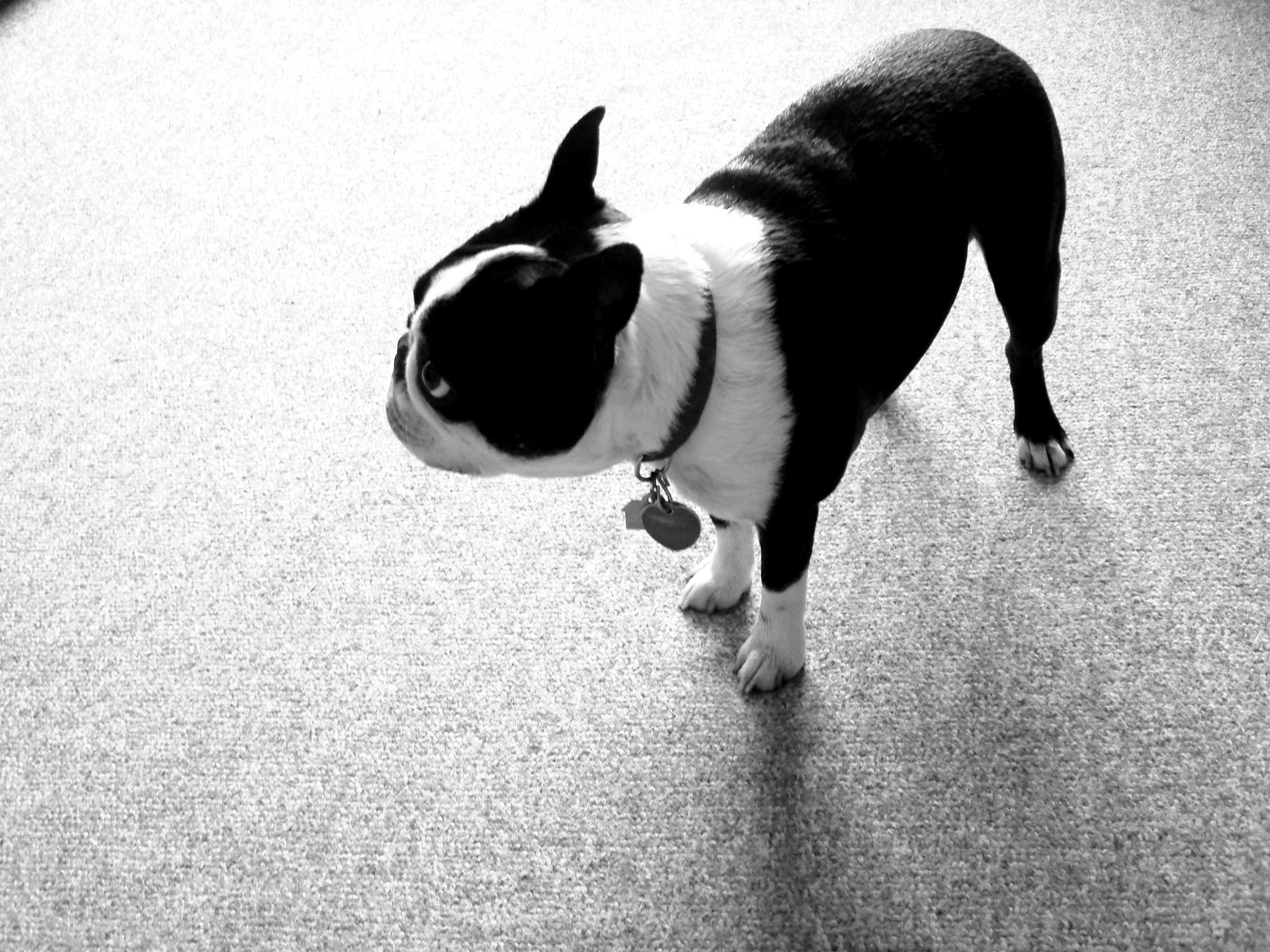 Boston Terrier Wallpaper