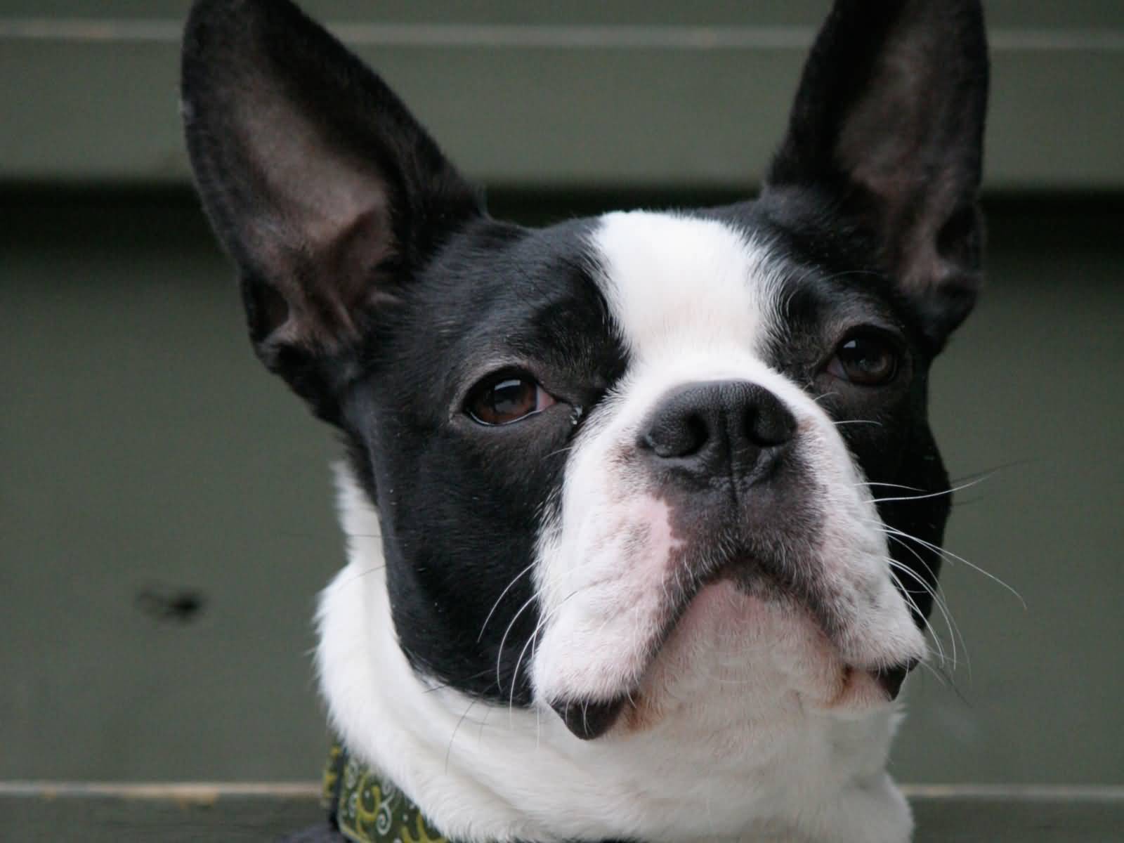 Boston Terrier Dogs Wallpapers - Wallpaper Cave