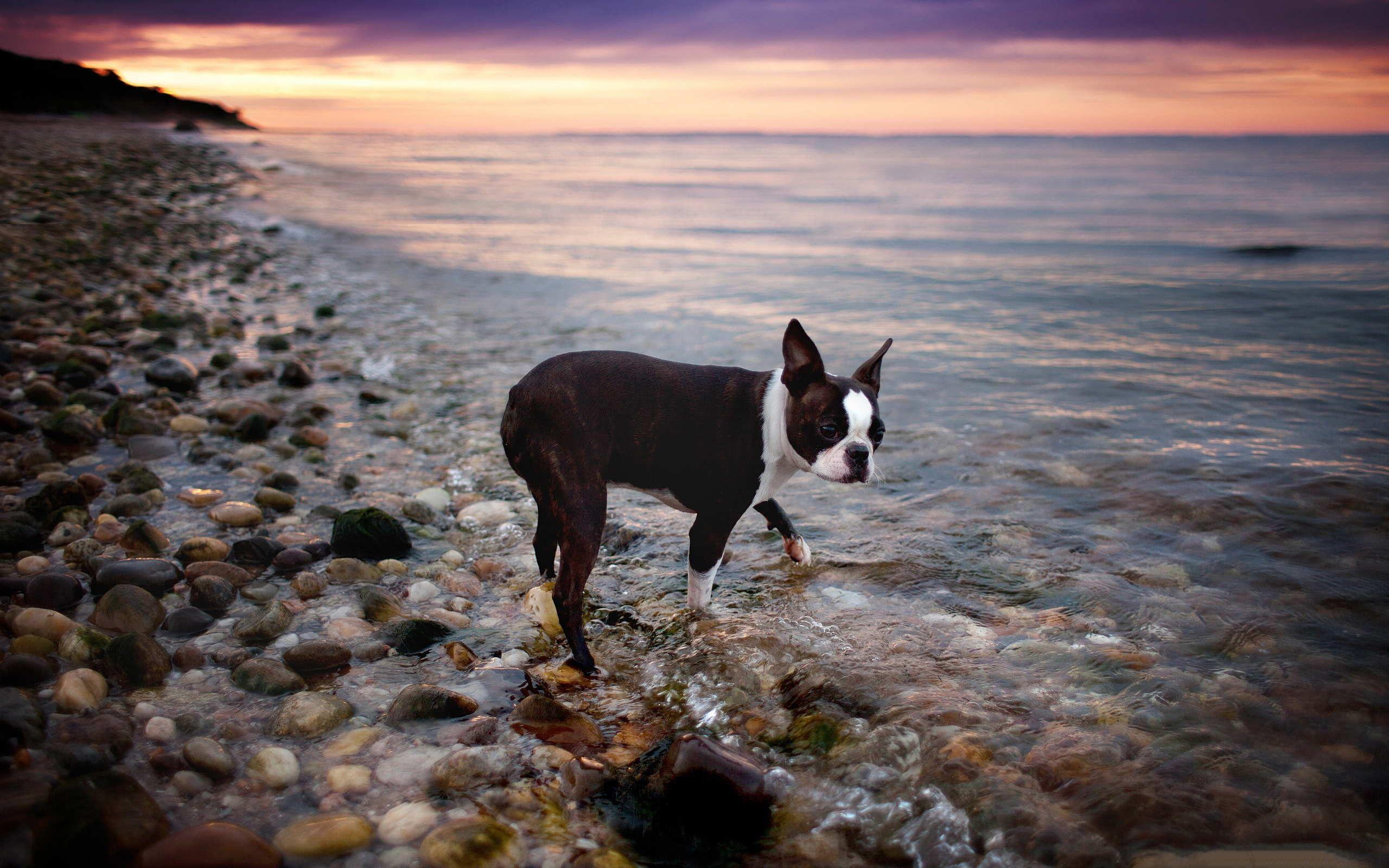 Boston Terrier Wallpaper