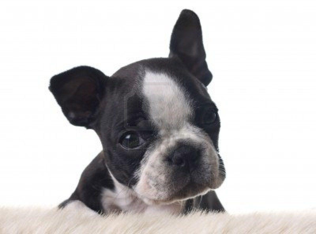 Dog Wallpaper: White Boston Terrier Puppy high quality wallpaper