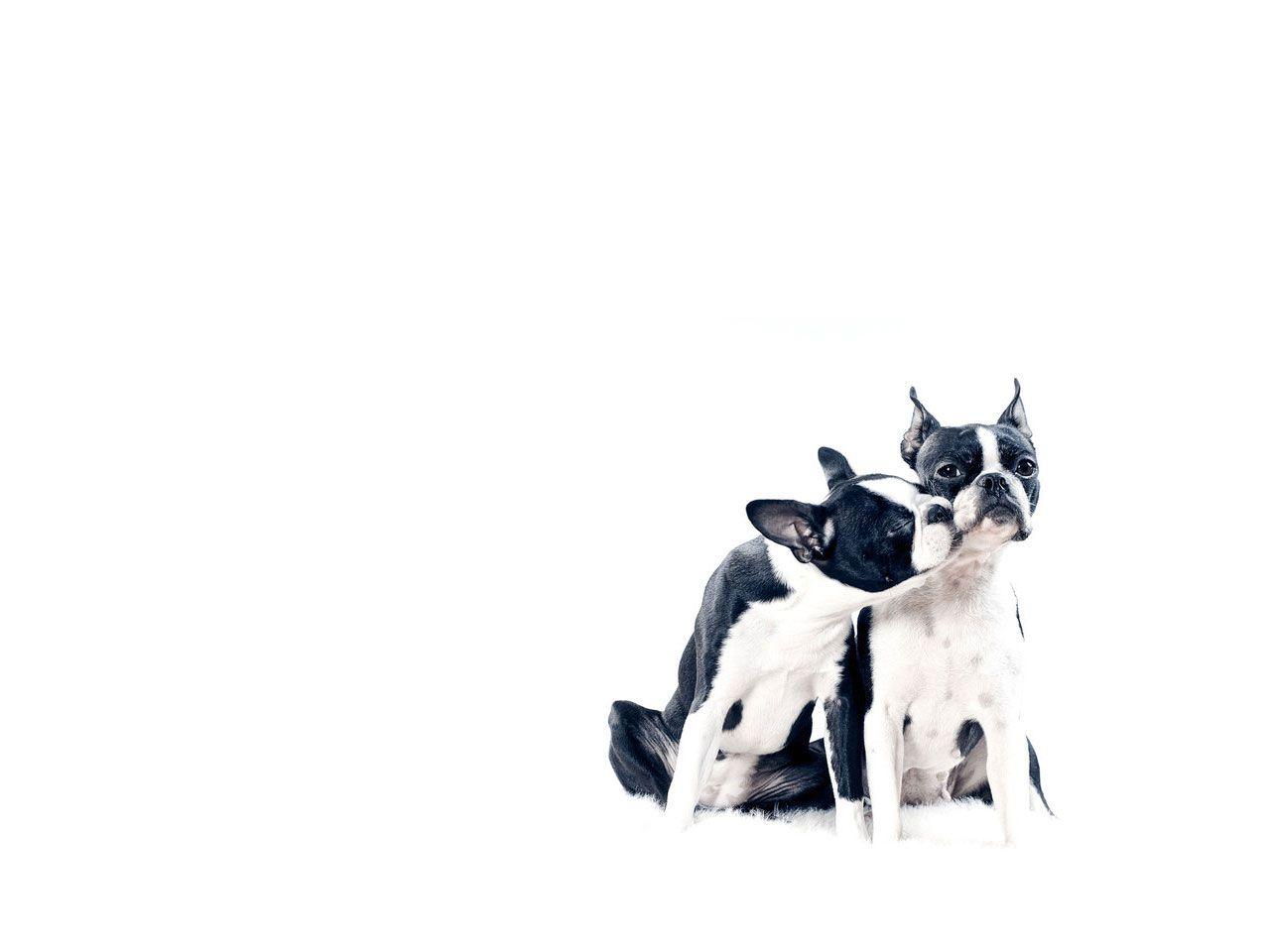 Boston Terrier Wallpaper. HD Wallpaper. Terrier, HD