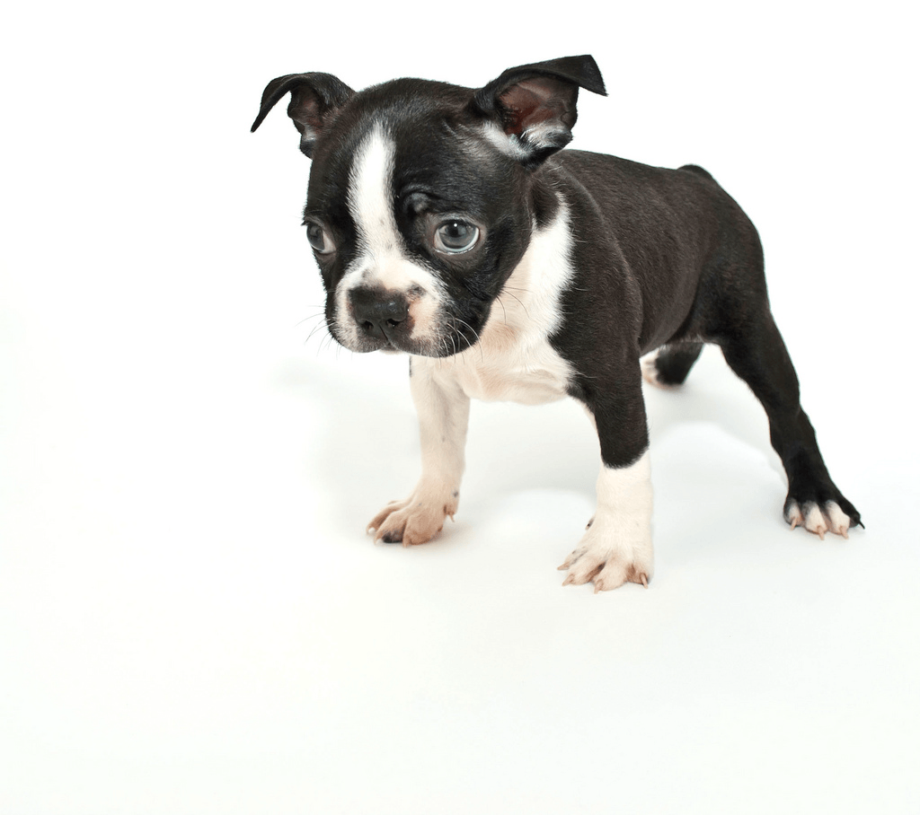 Boston Terrier wallpaper, Animal, HQ Boston Terrier pictureK